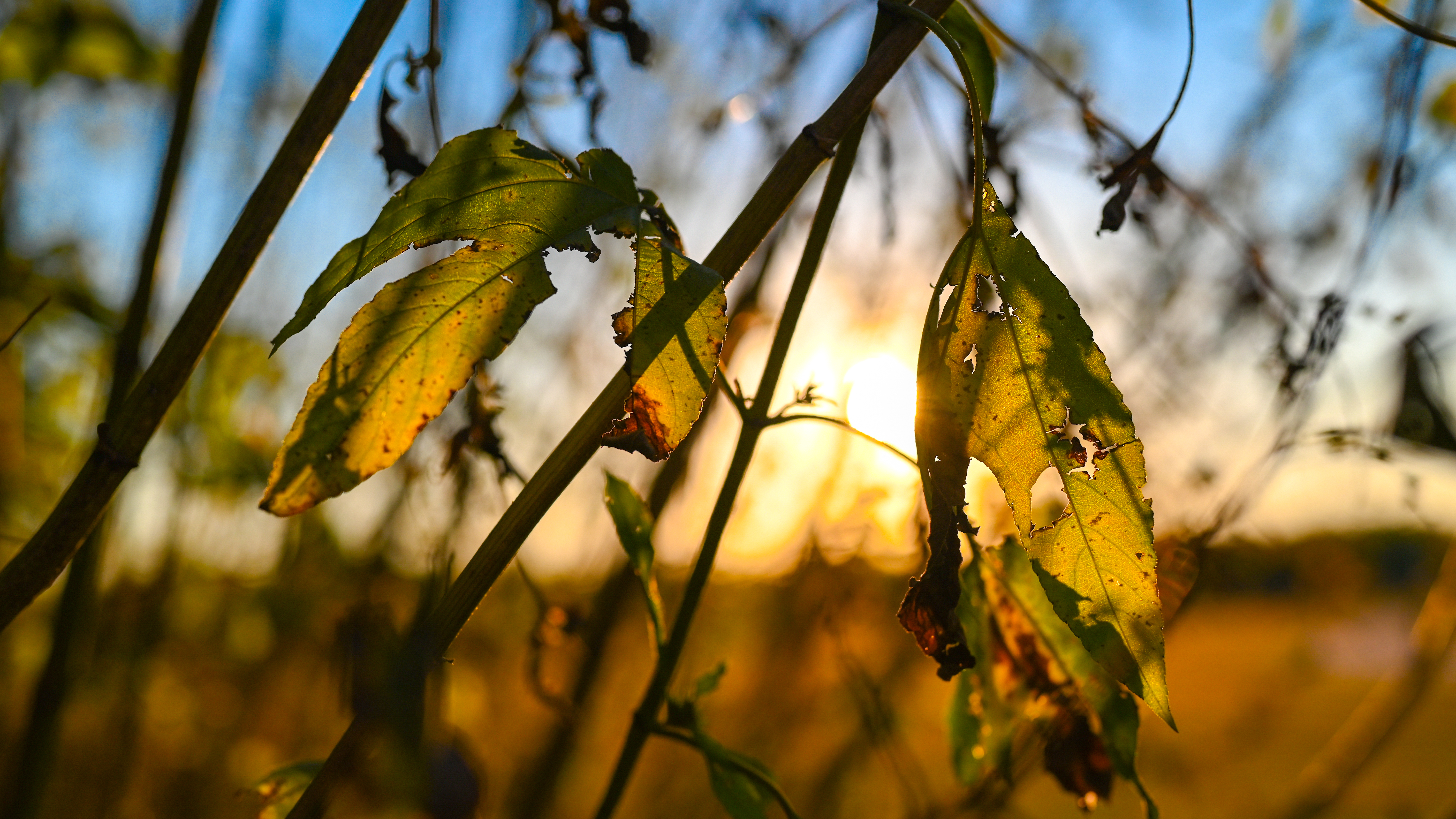 General 6016x3384 nature sunset outdoors plants leaves photography bokeh