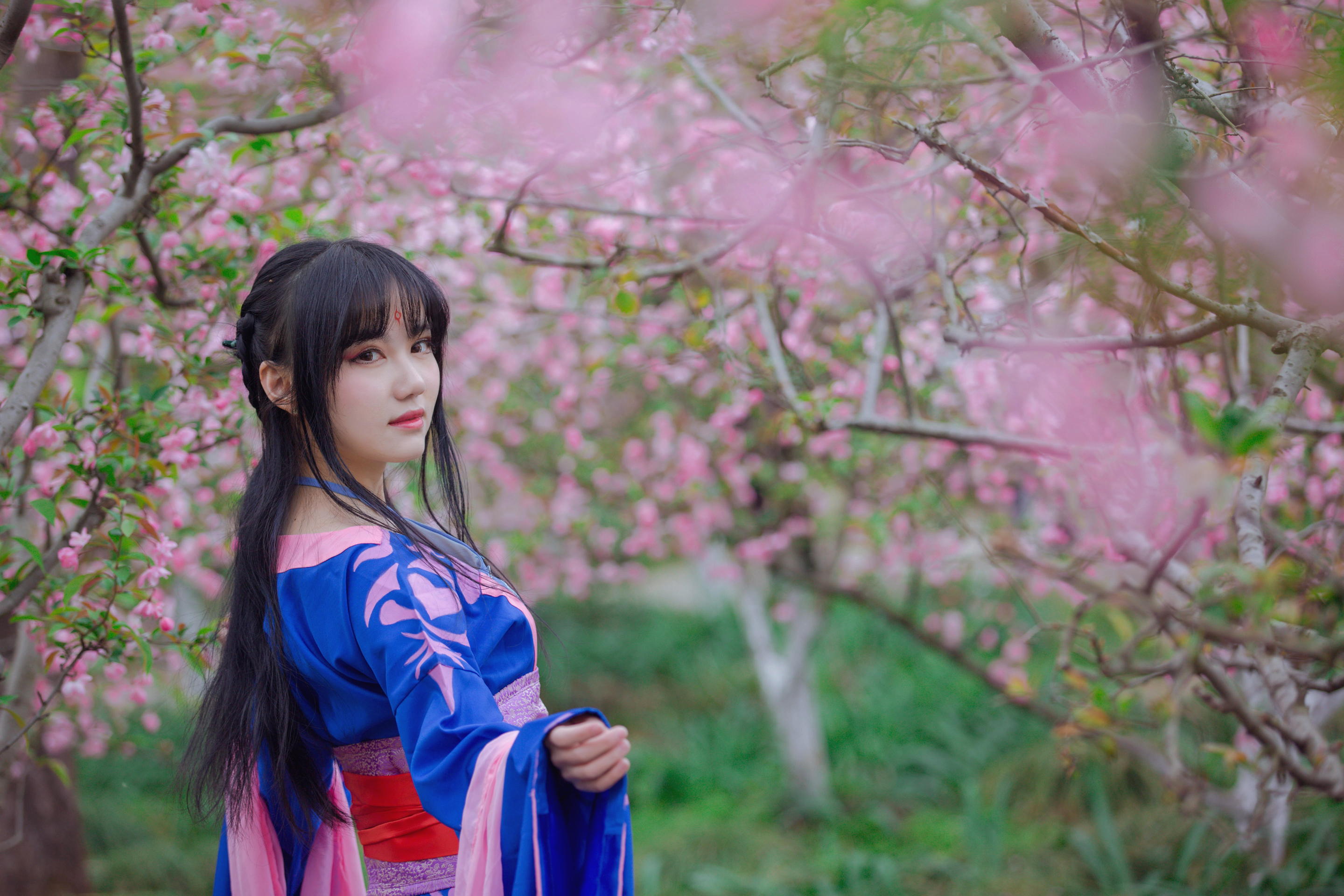 People 2880x1920 Asian model women long hair dark hair cherry blossom trees traditional clothing ponytail depth of field grass branch leaves petals flowers women outdoors spring