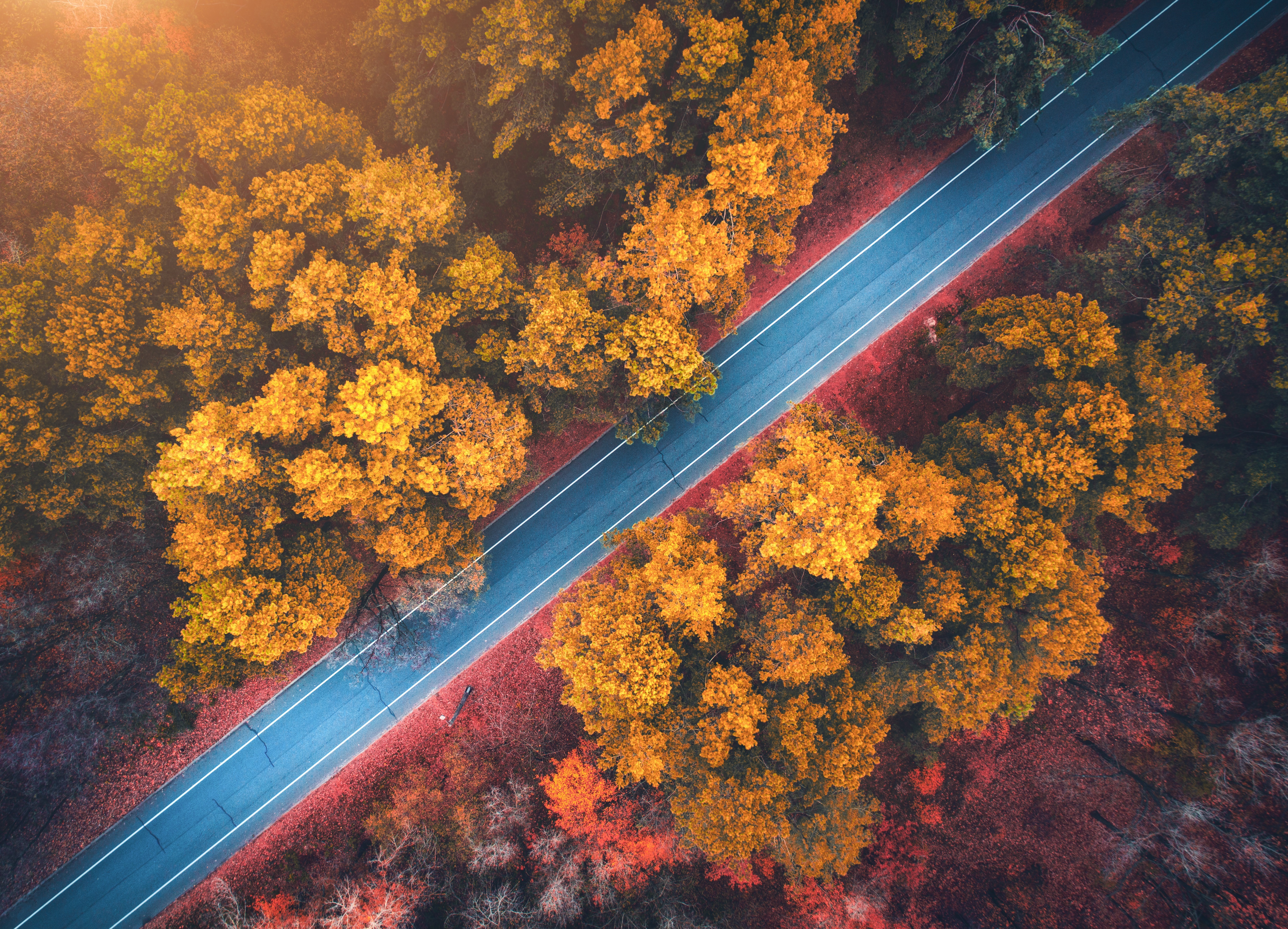 General 5048x3640 forest road fall nature orange top view aerial view sunlight foliage trees