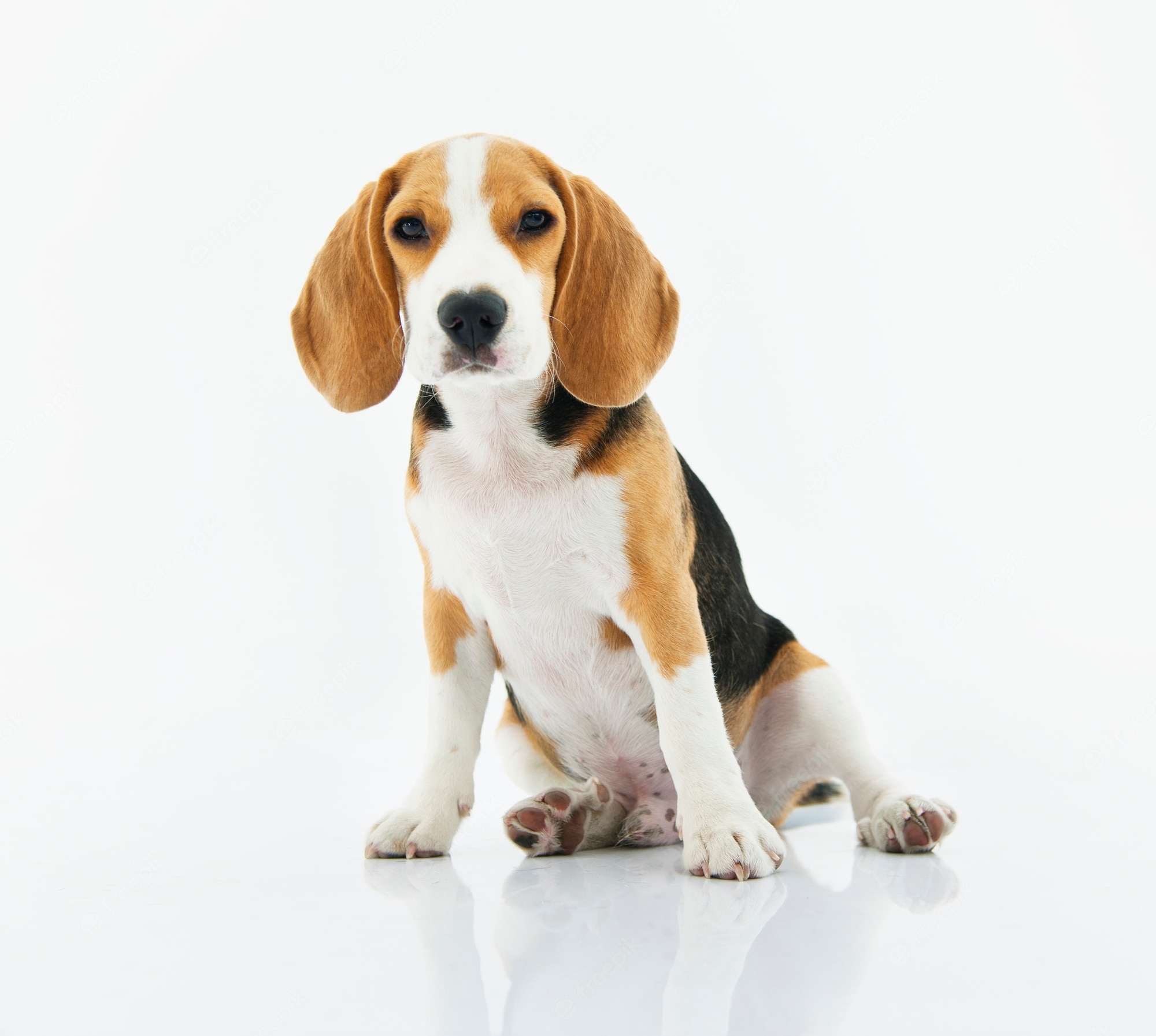 General 2000x1793 dog white background beagle animals simple background
