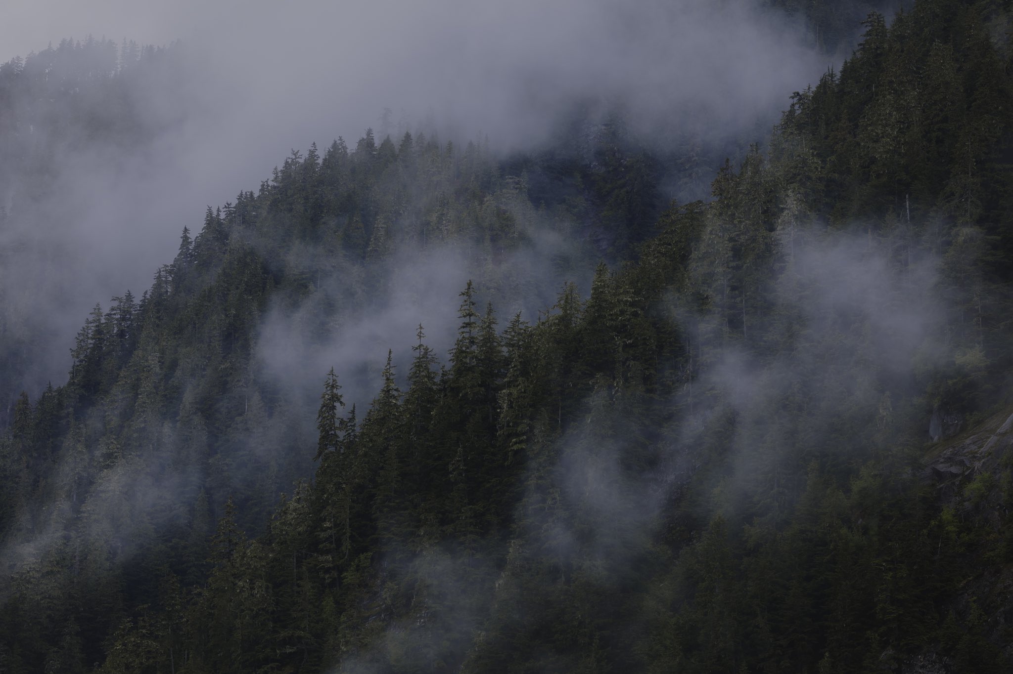 General 2048x1364 nature pine trees mist clouds forest landscape