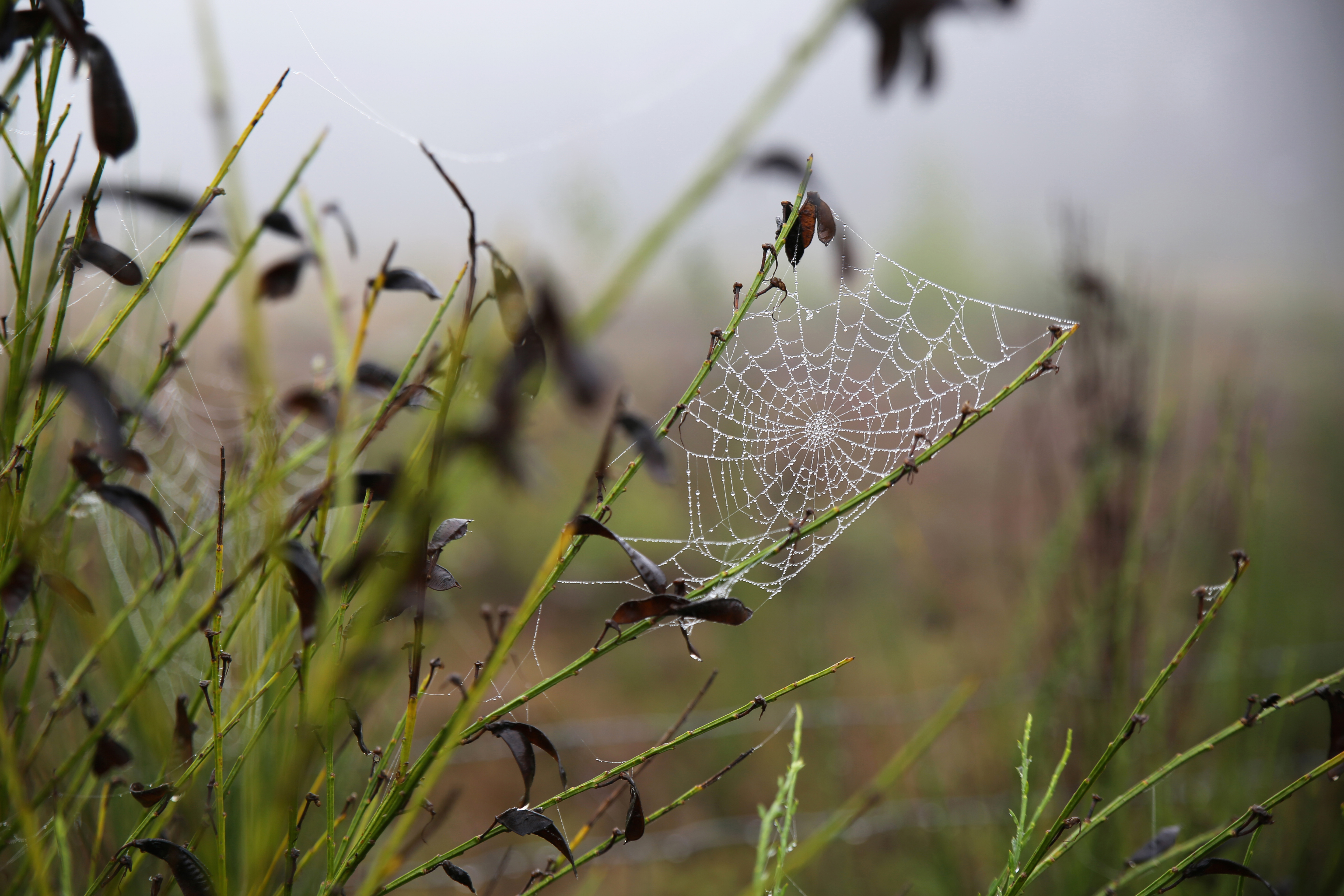 General 5760x3840 nature morning plants leaves spiderwebs dew wet