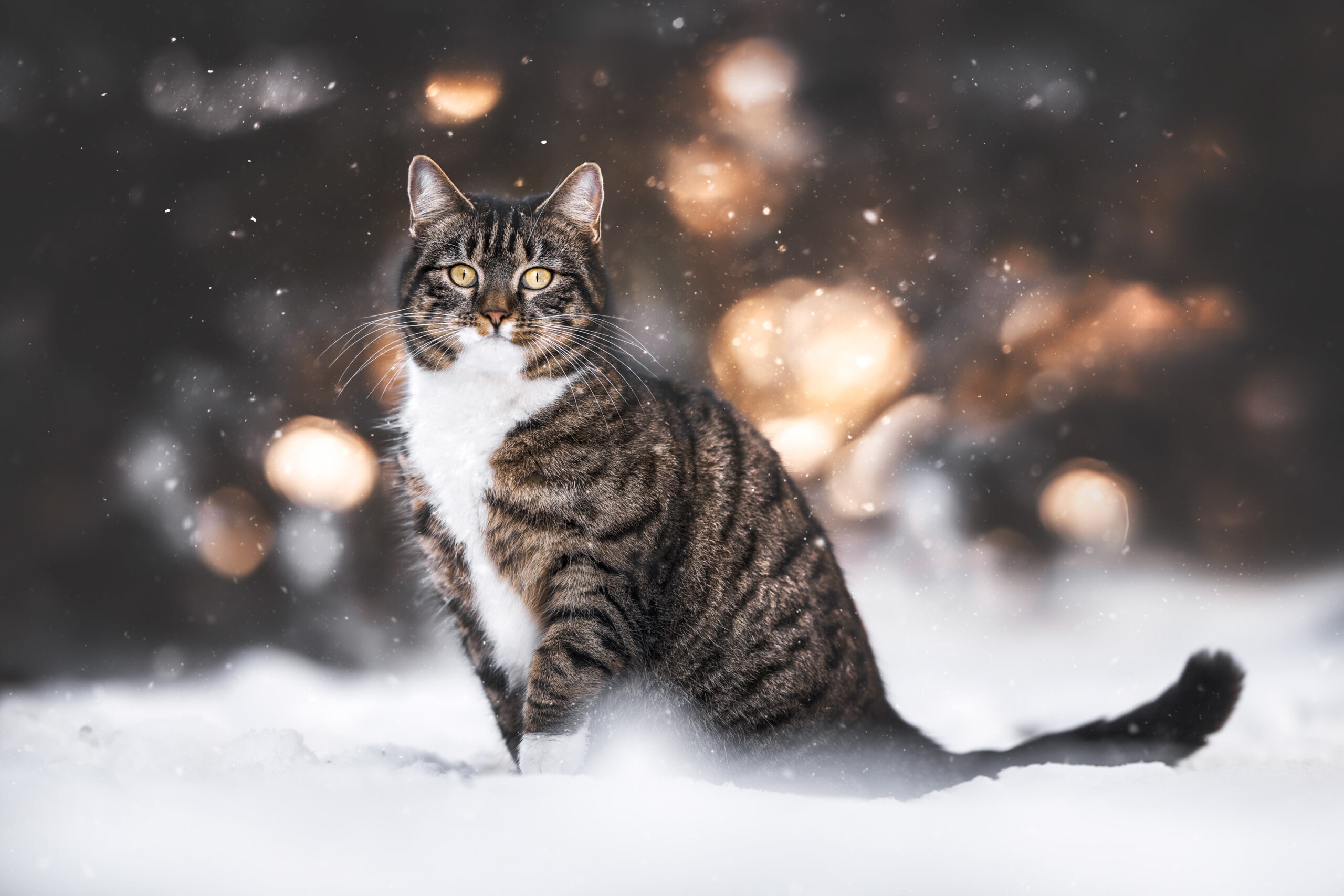 General 2560x1707 cats animals mammals winter snow depth of field closeup