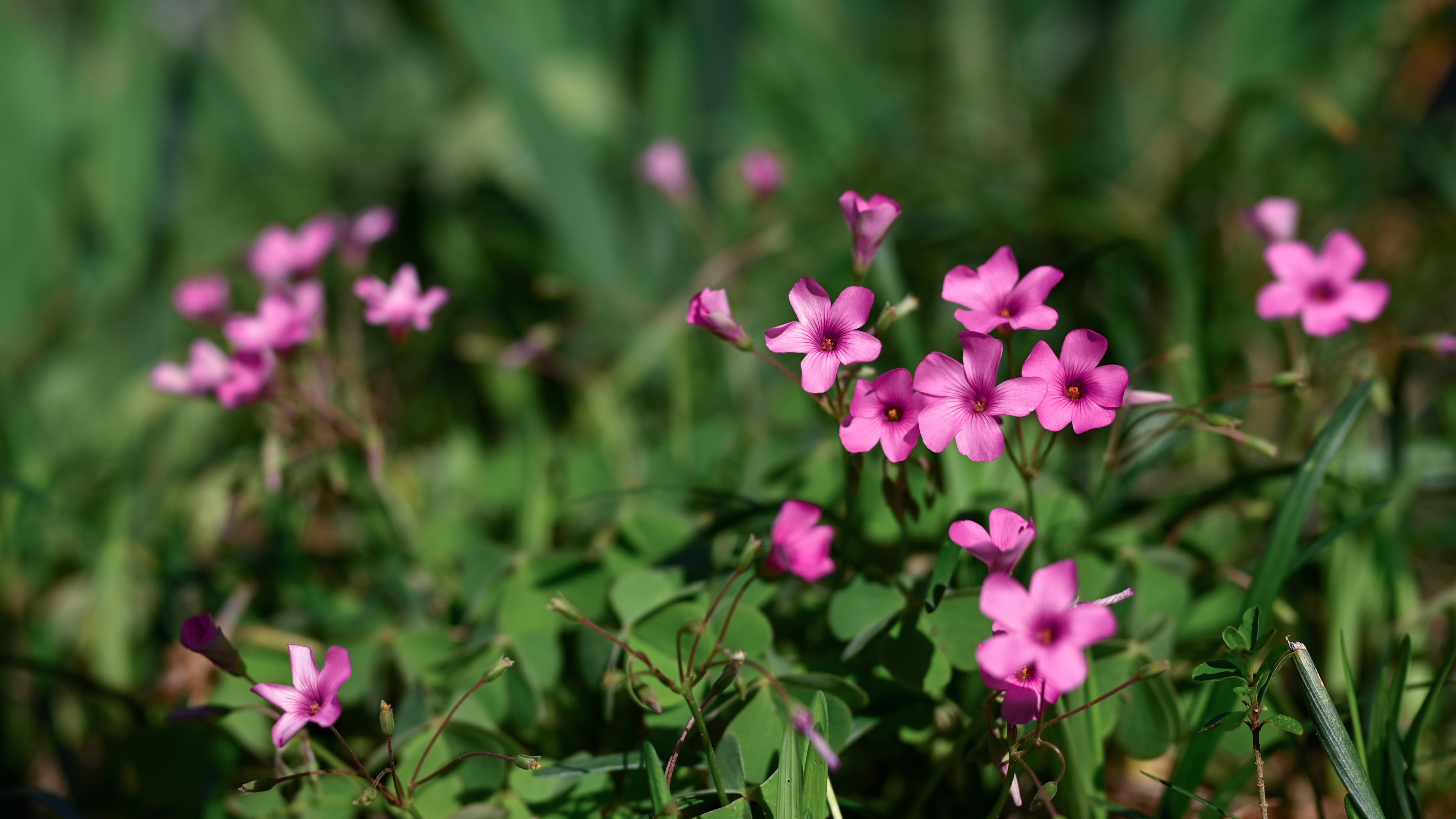 General 4640x2610 photography nature flowers plants spring pink outdoors closeup