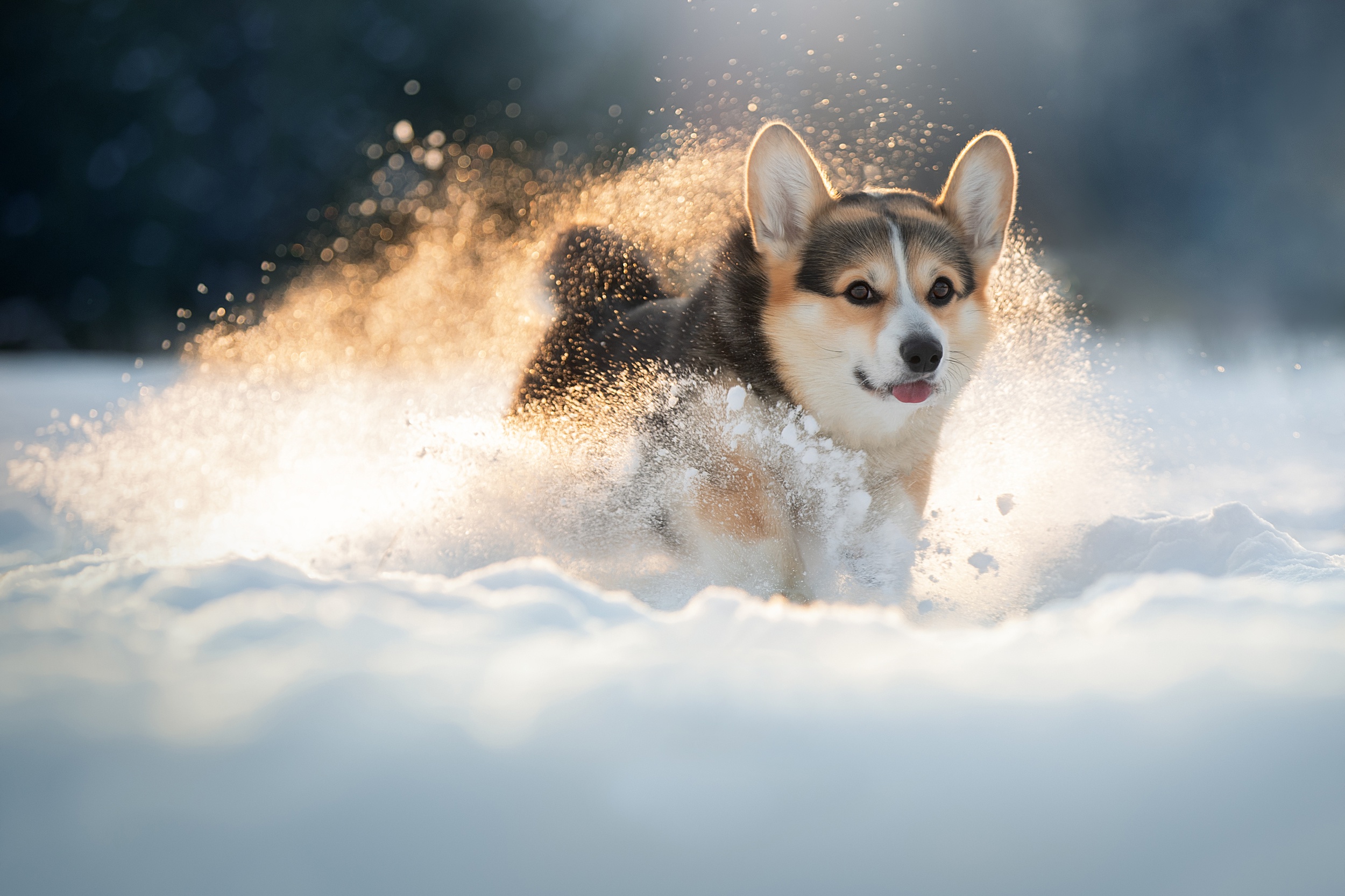 General 2500x1666 dog animals mammals puppies snow winter outdoors nature Corgi