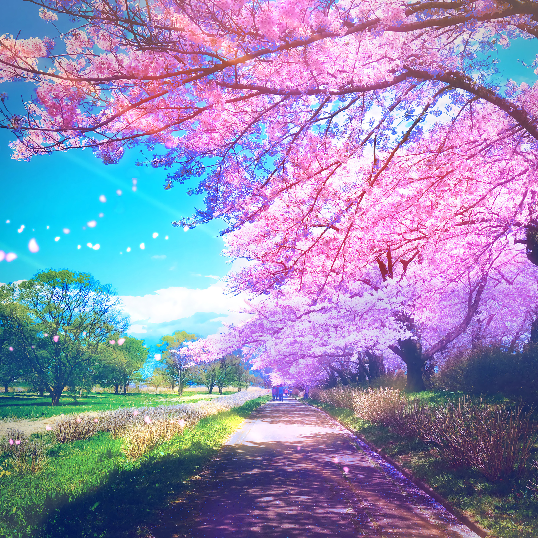 Anime 2048x2048 anime trees plants path cherry blossom