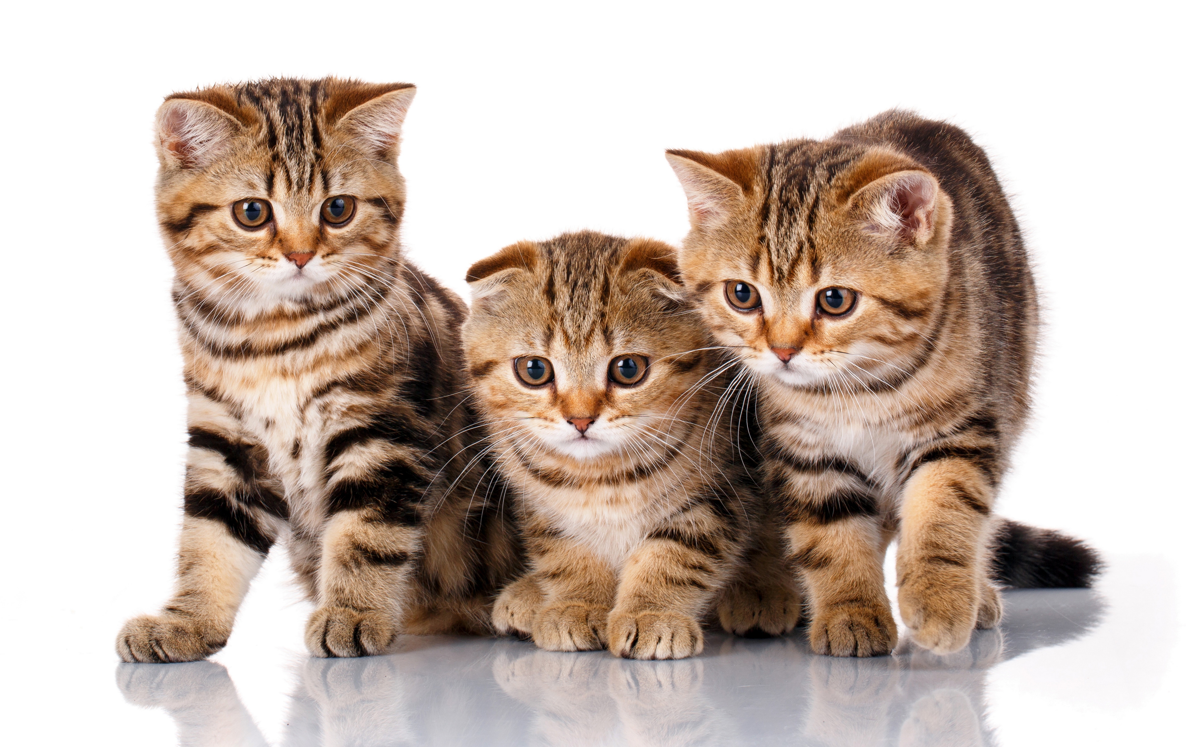 General 3840x2400 kittens cats animals mammals simple background reflection white background