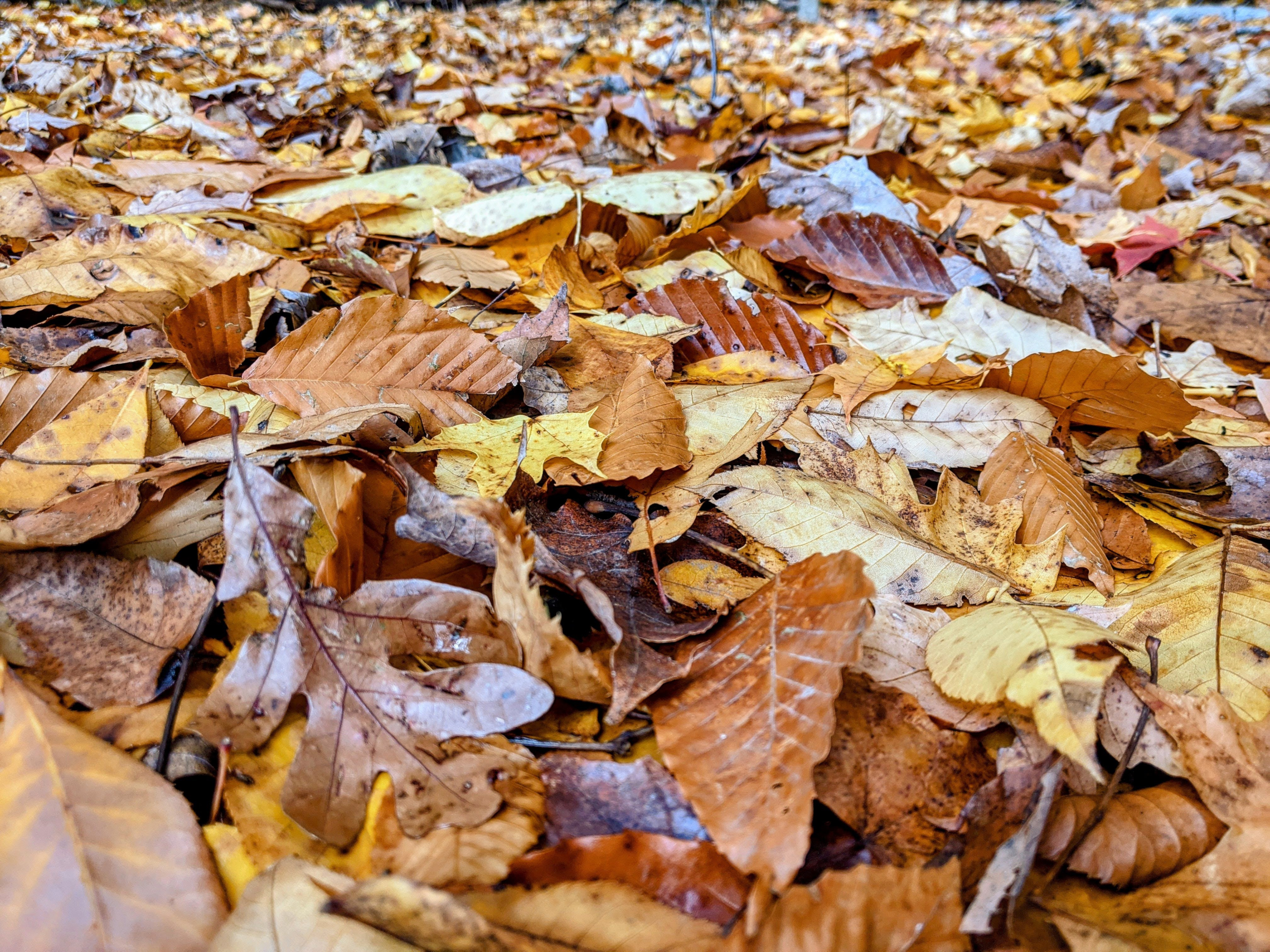 General 3840x2880 leaves fallen leaves yellow leaves fall nature closeup