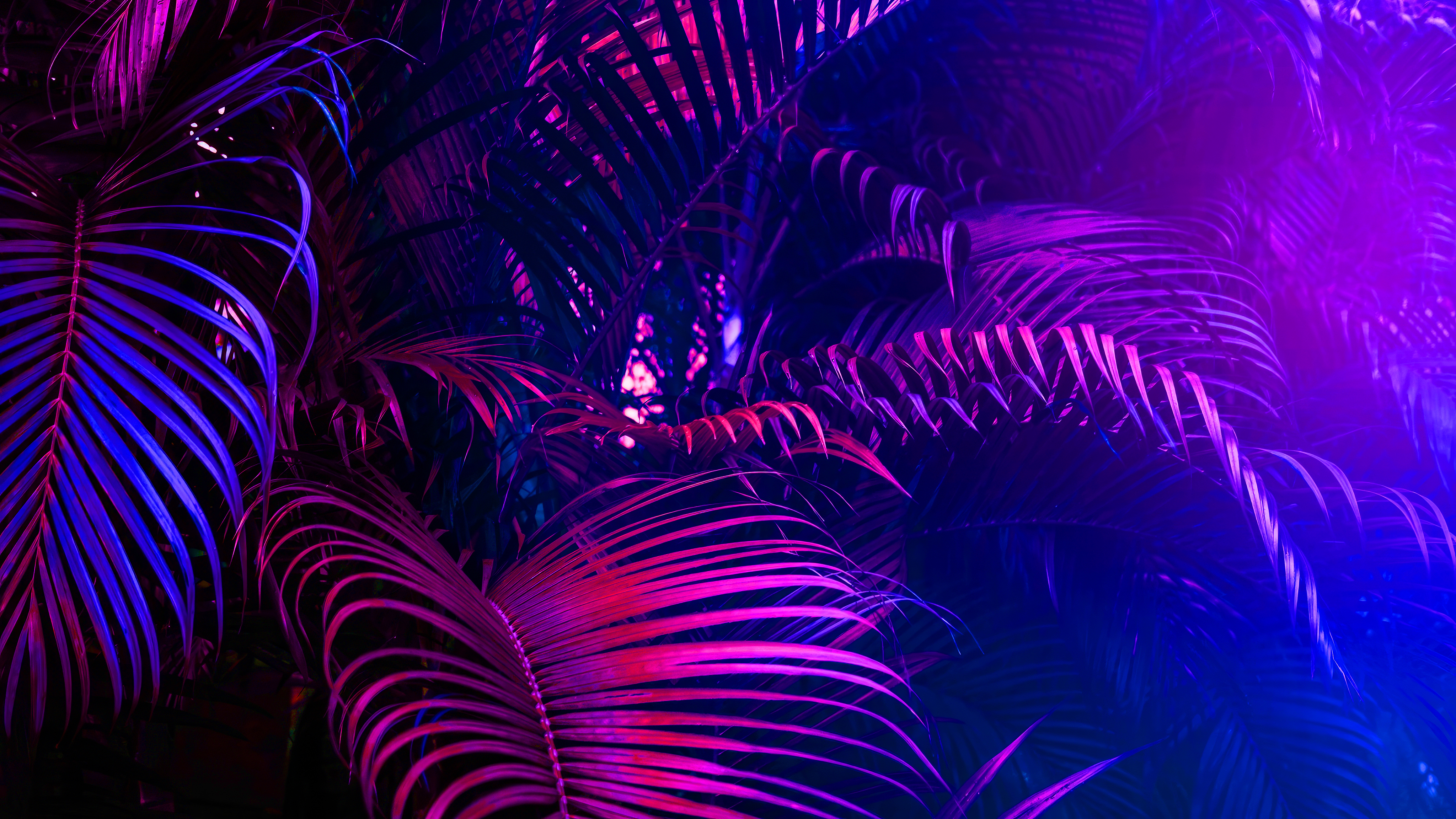 General 4096x2304 ferns blue pink red neon bright plants