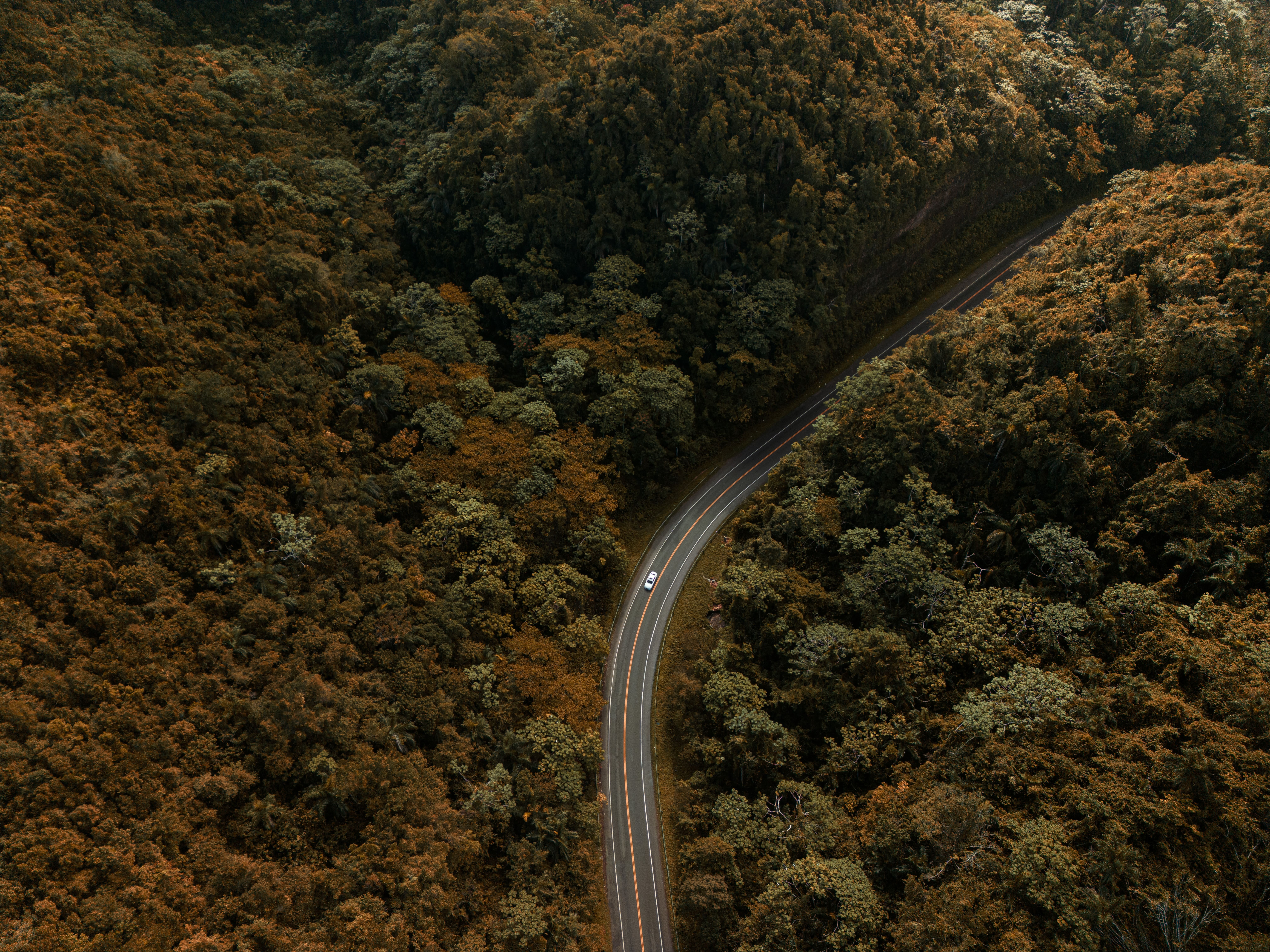 General 8064x6048 nature trees forest fall road car asphalt drone photo aerial view Dominican Republic Victor Rosario