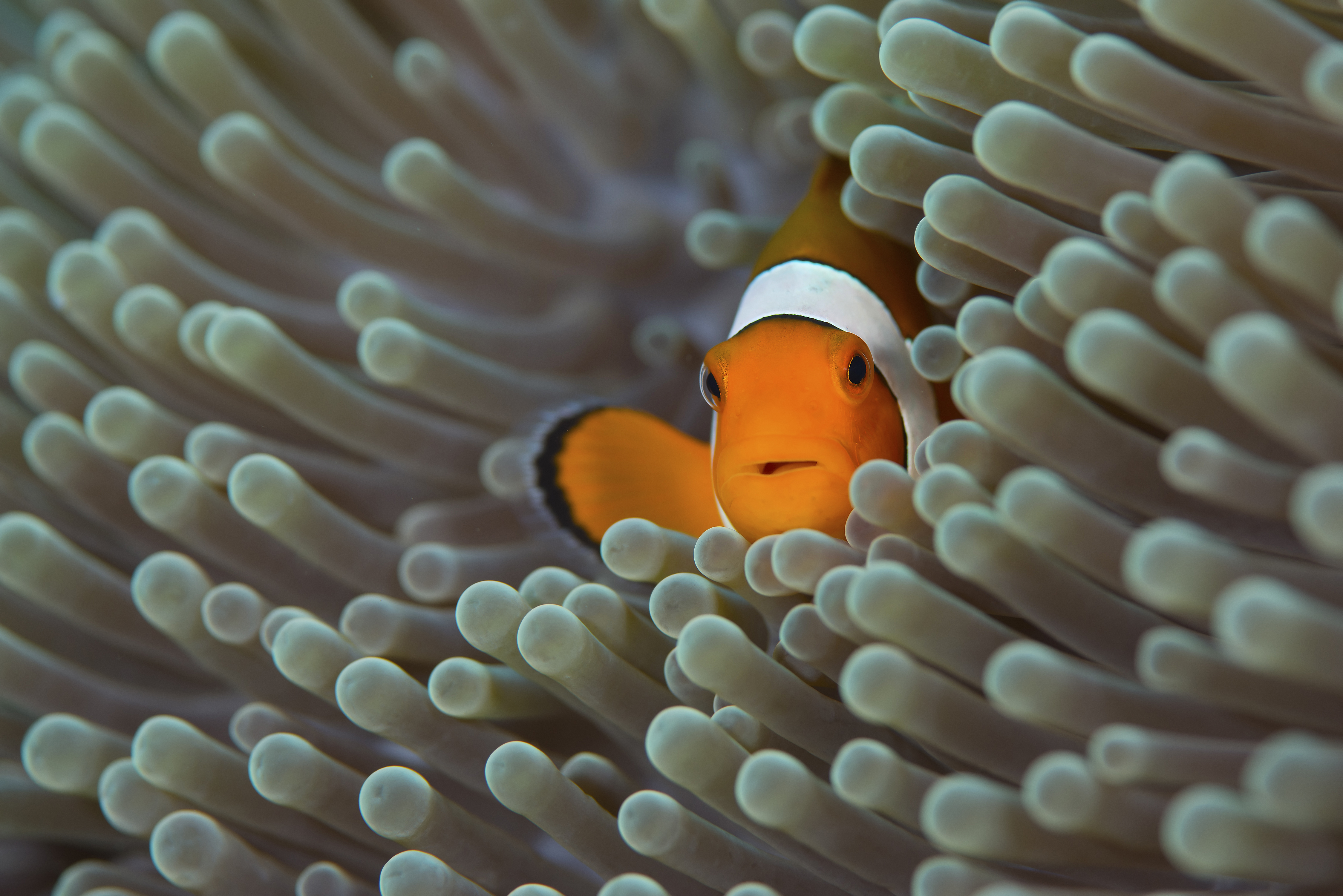 General 4495x3000 clownfish simple background fish sea life animals