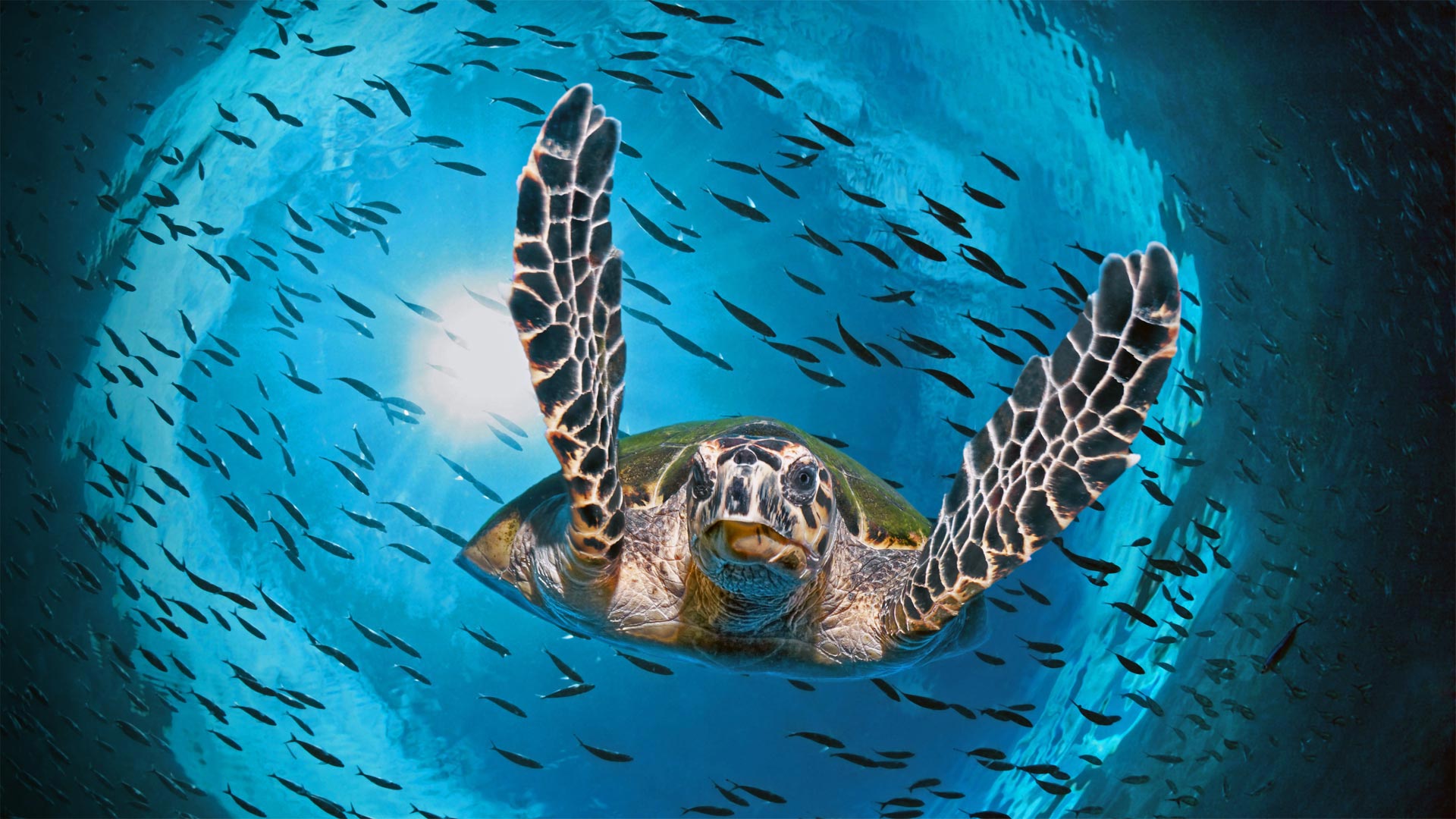 General 1920x1080 sea underwater sea life turtle water animals nature in water