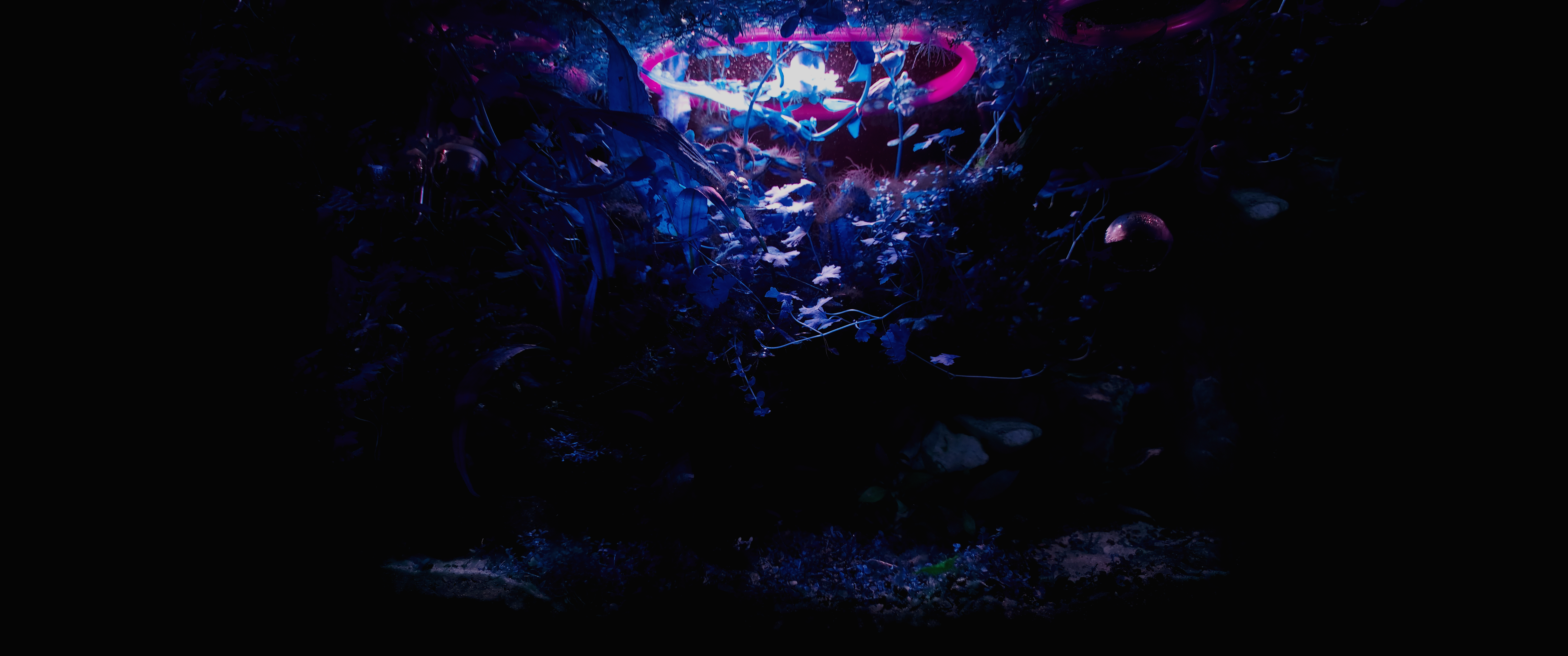 General 8284x3468 purple background blue background aquarium water underwater plants photography ultrawide low light