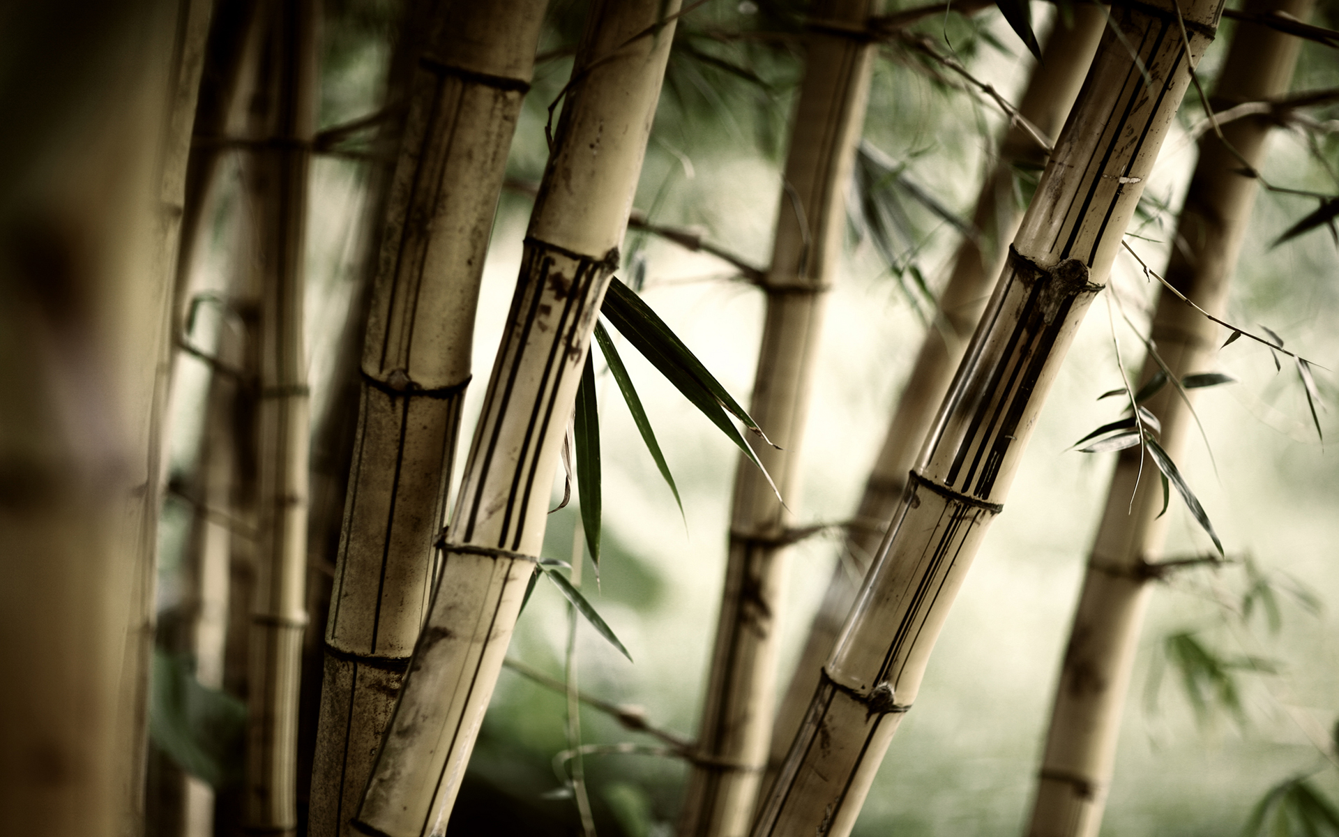 General 1920x1200 bamboo nature plants wood macro trees closeup