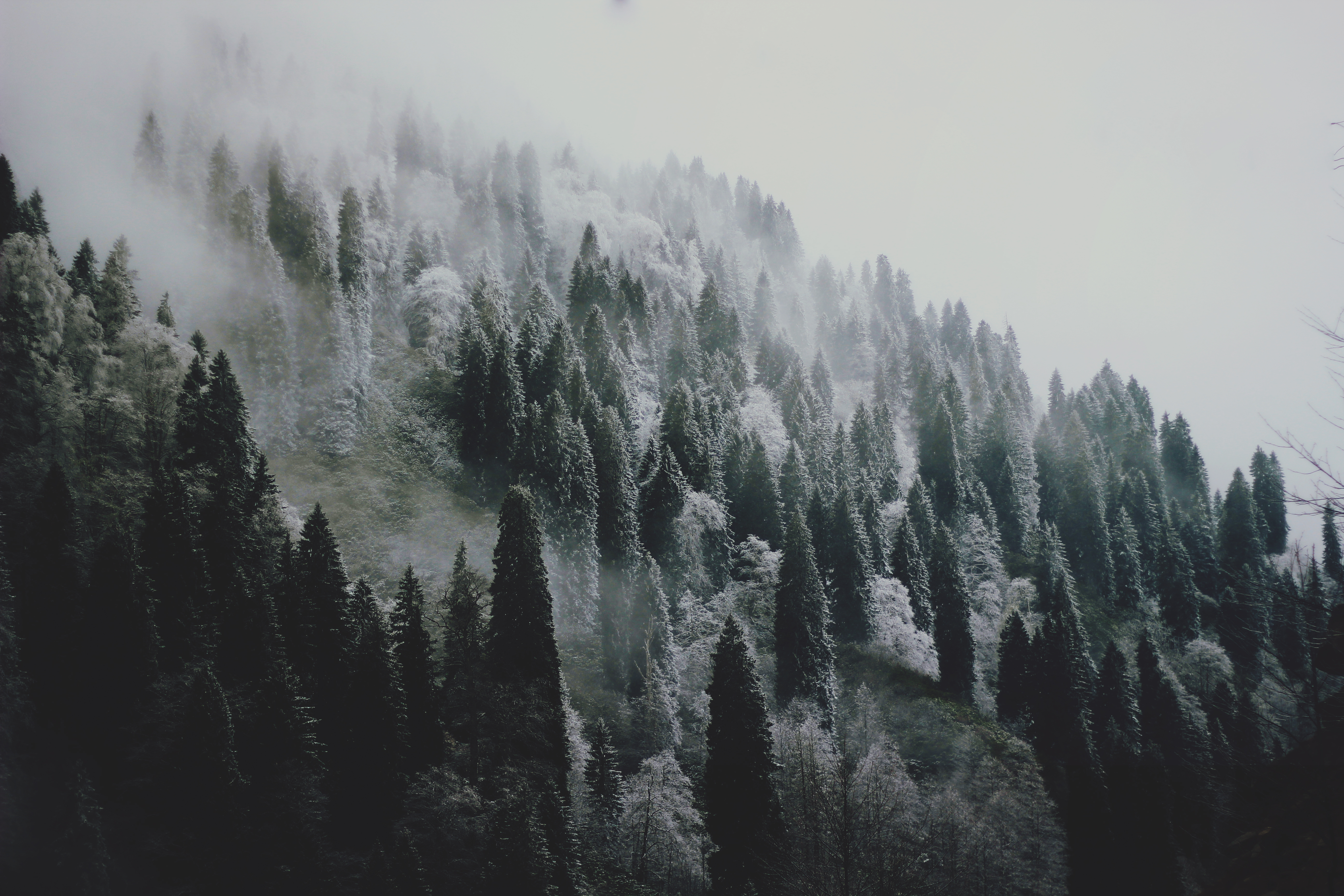General 5184x3456 landscape winter snow forest trees December (Month) mist film grain photography nature cold