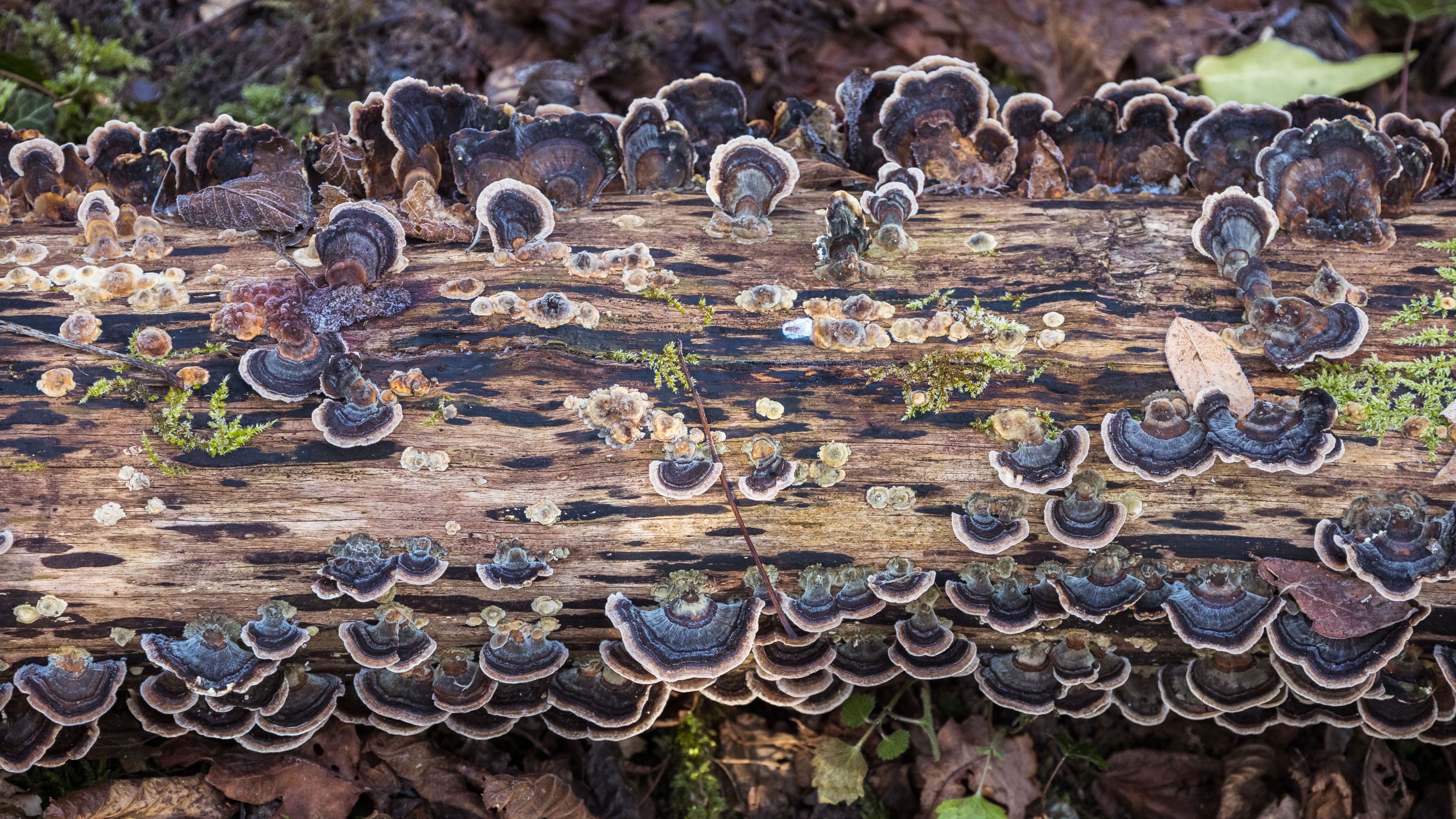 General 3840x2160 nature mushroom forest lichen top view