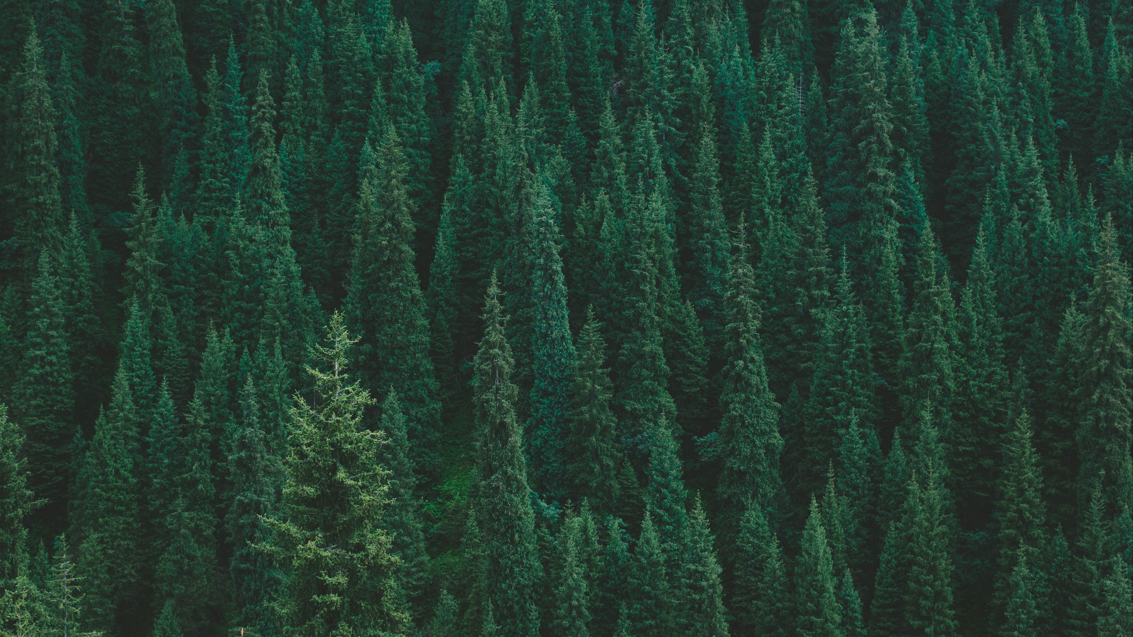forest, trees, nature, pine trees, green