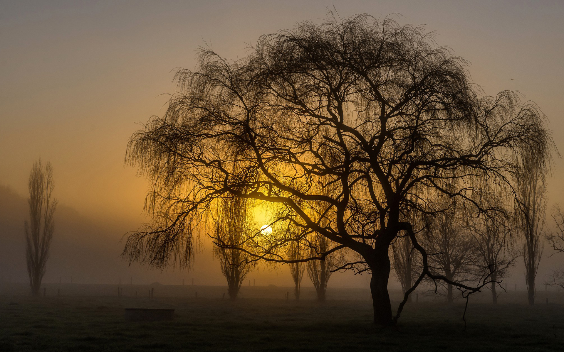 General 1920x1200 sunset trees silhouette weeping willow nature landscape