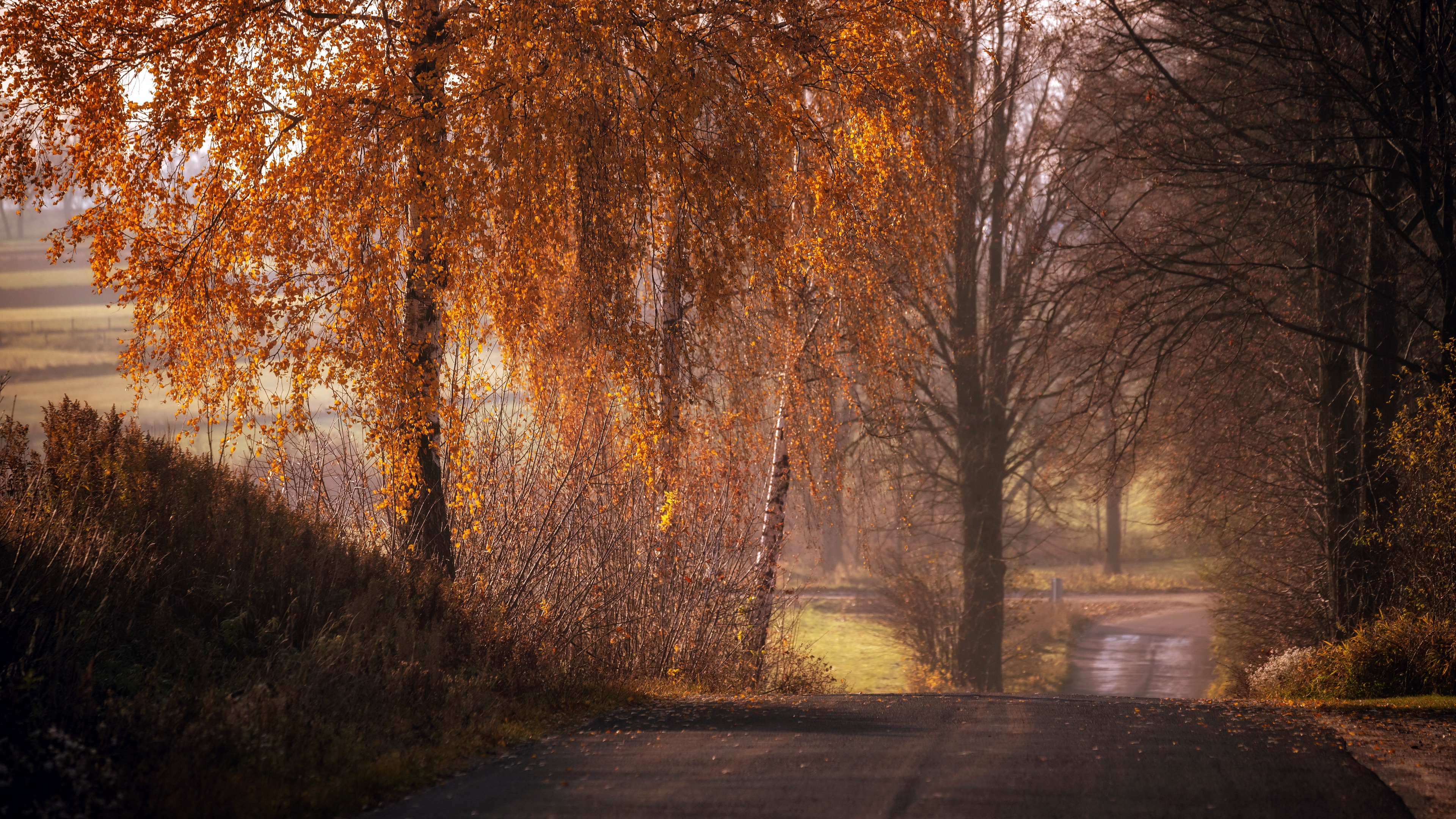 General 3840x2160 fall outdoors trees road