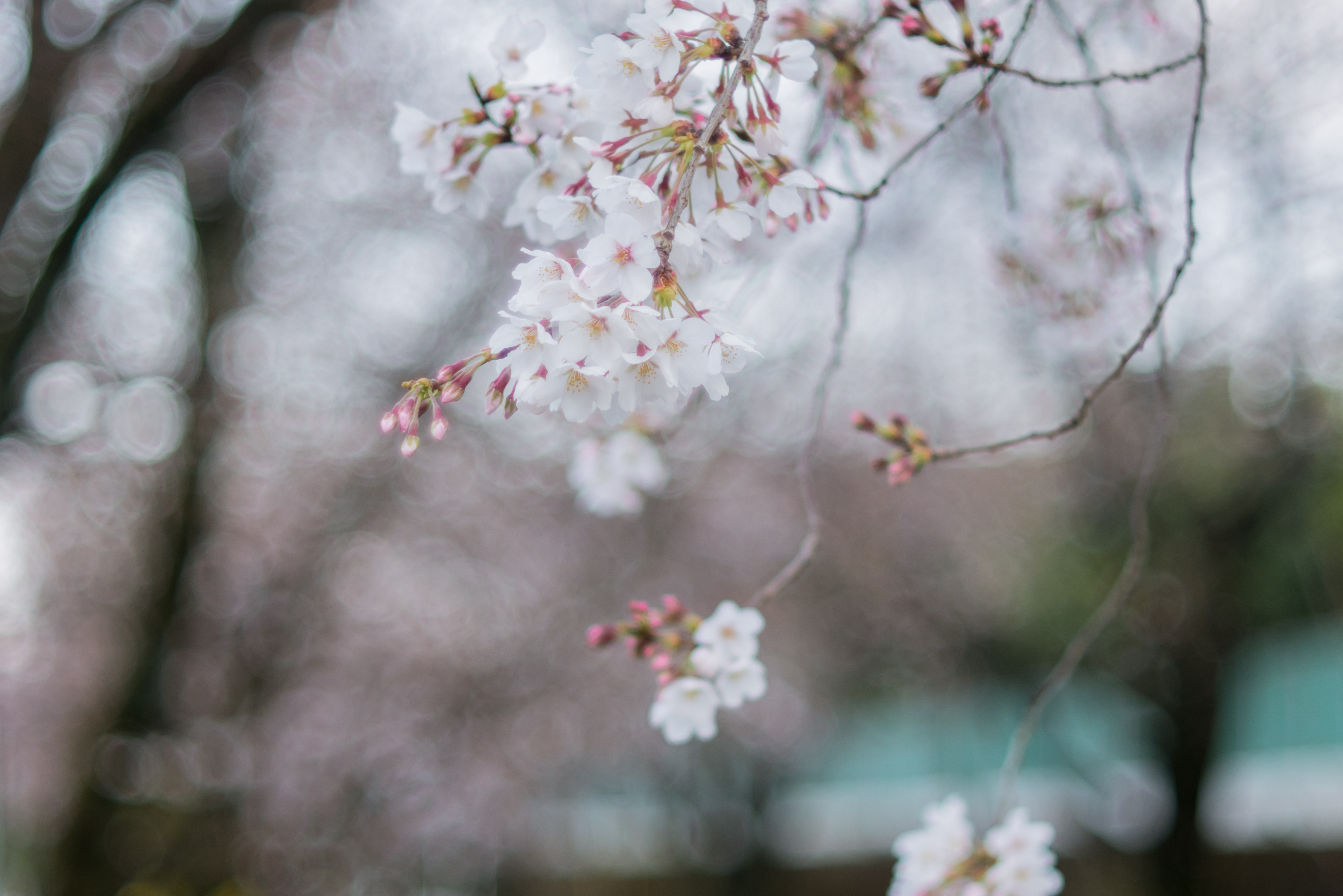 General 4592x3064 cherry blossom Japan spring floral trees winter bokeh depth of field