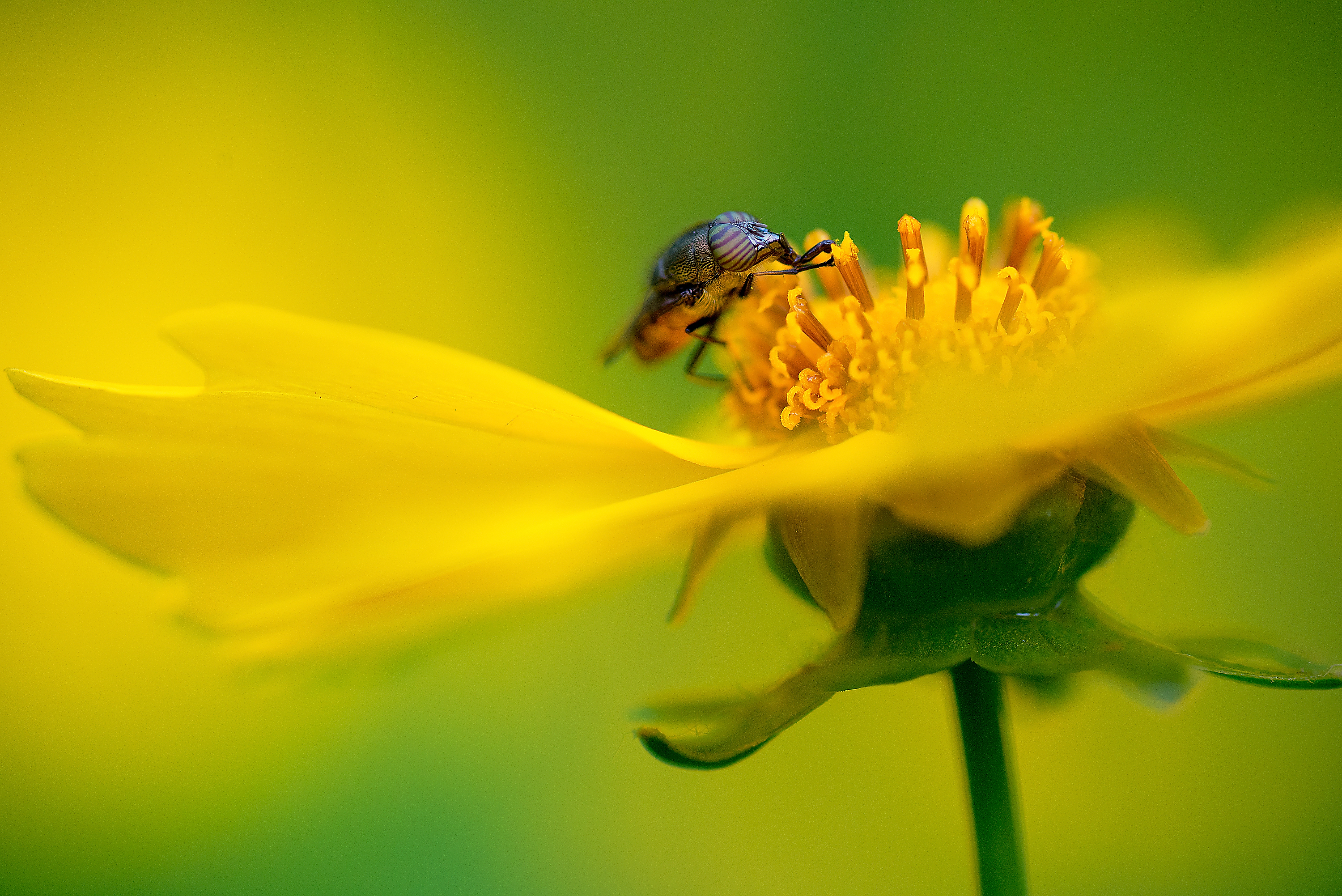 General 3000x2003 yellow flowers nature plants pollen Fly insect