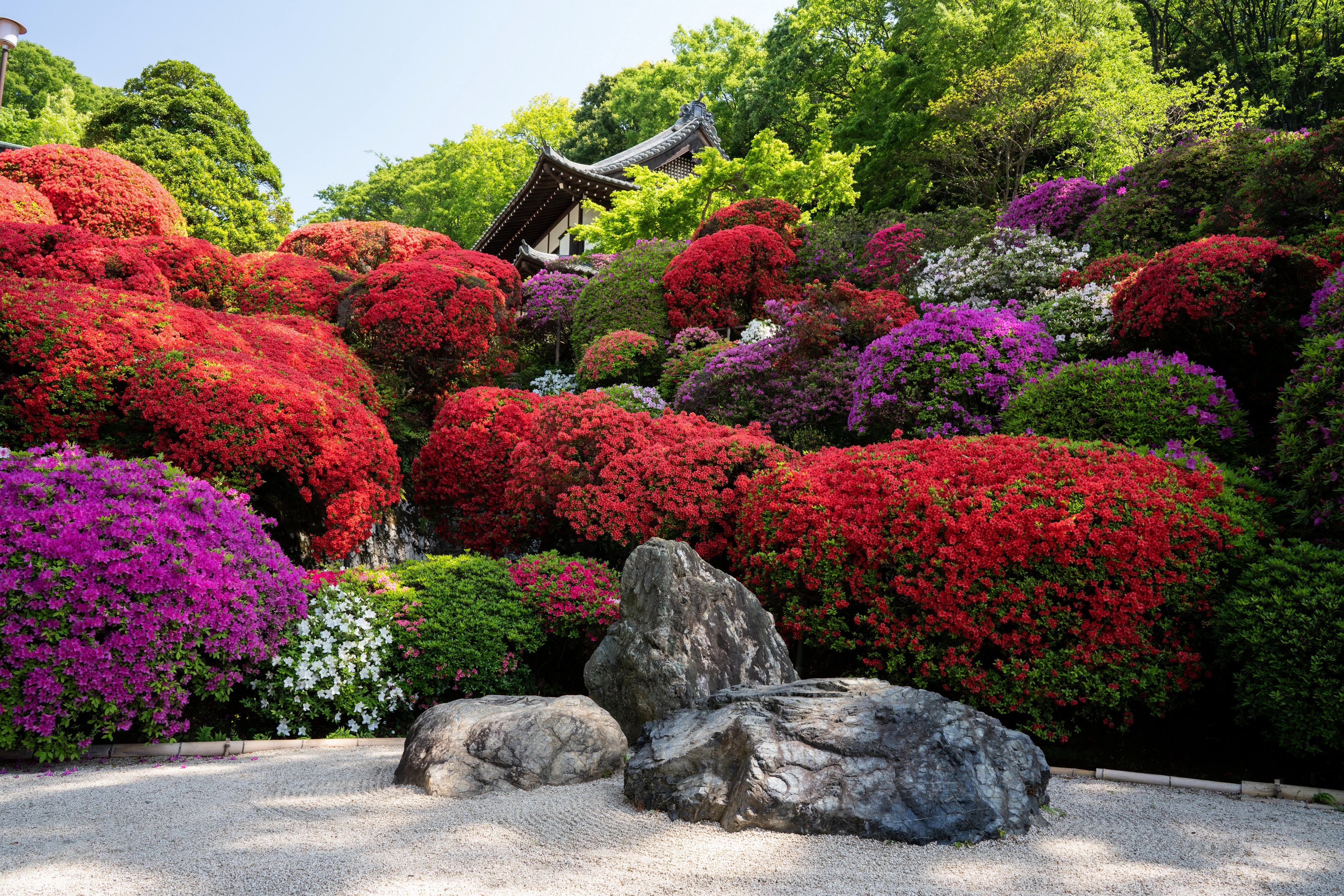 General 3840x2560 Rhododendron flowers Japan Kyoto garden stones