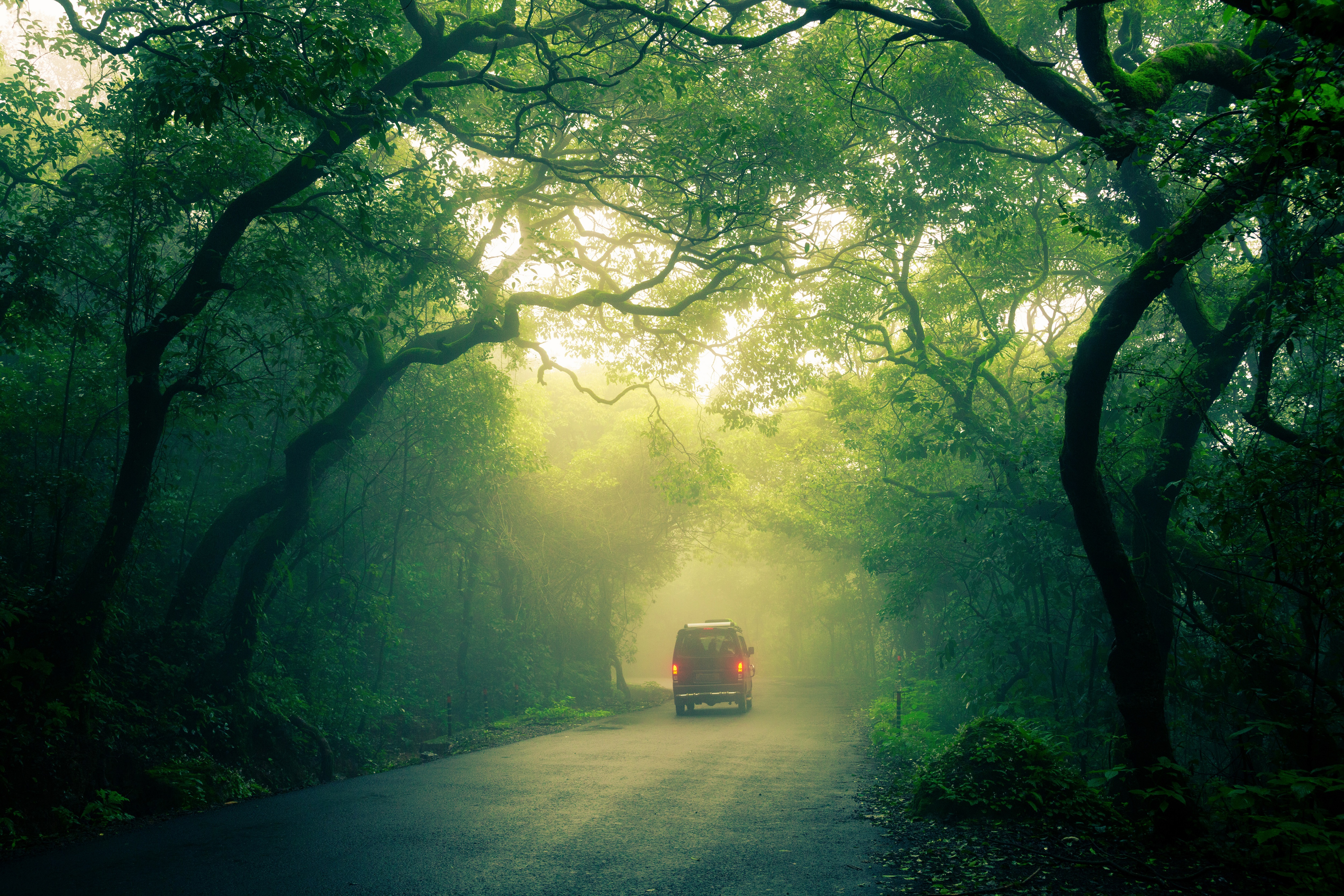 General 5000x3333 forest car trees mist foliage green landscape sunlight road nature