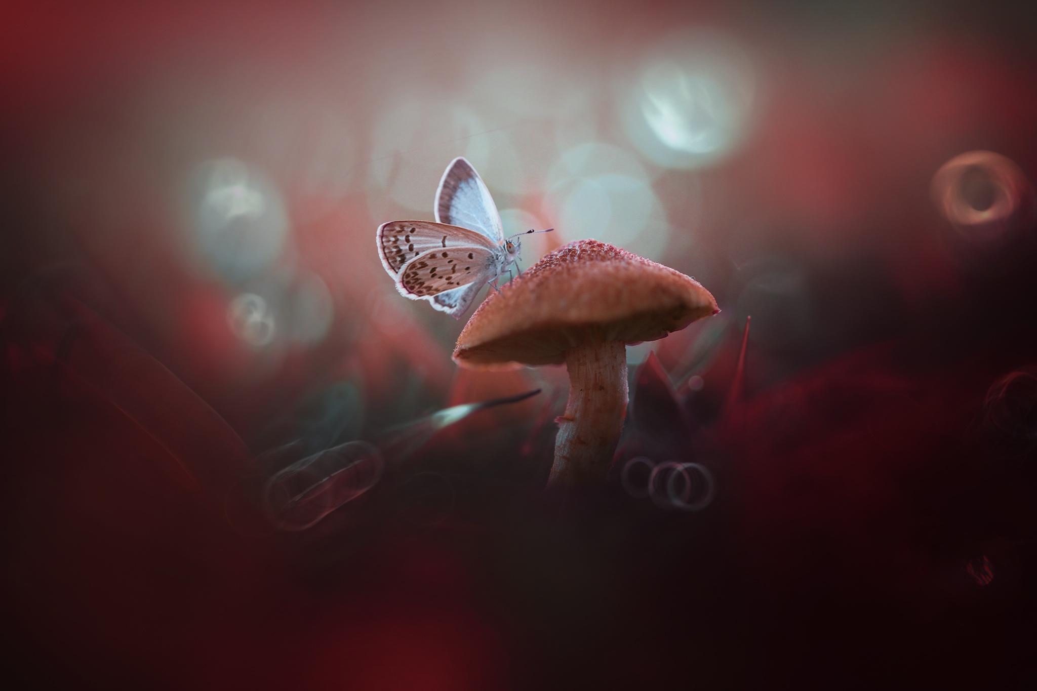 General 2048x1365 animals butterfly mushroom insect closeup digital art