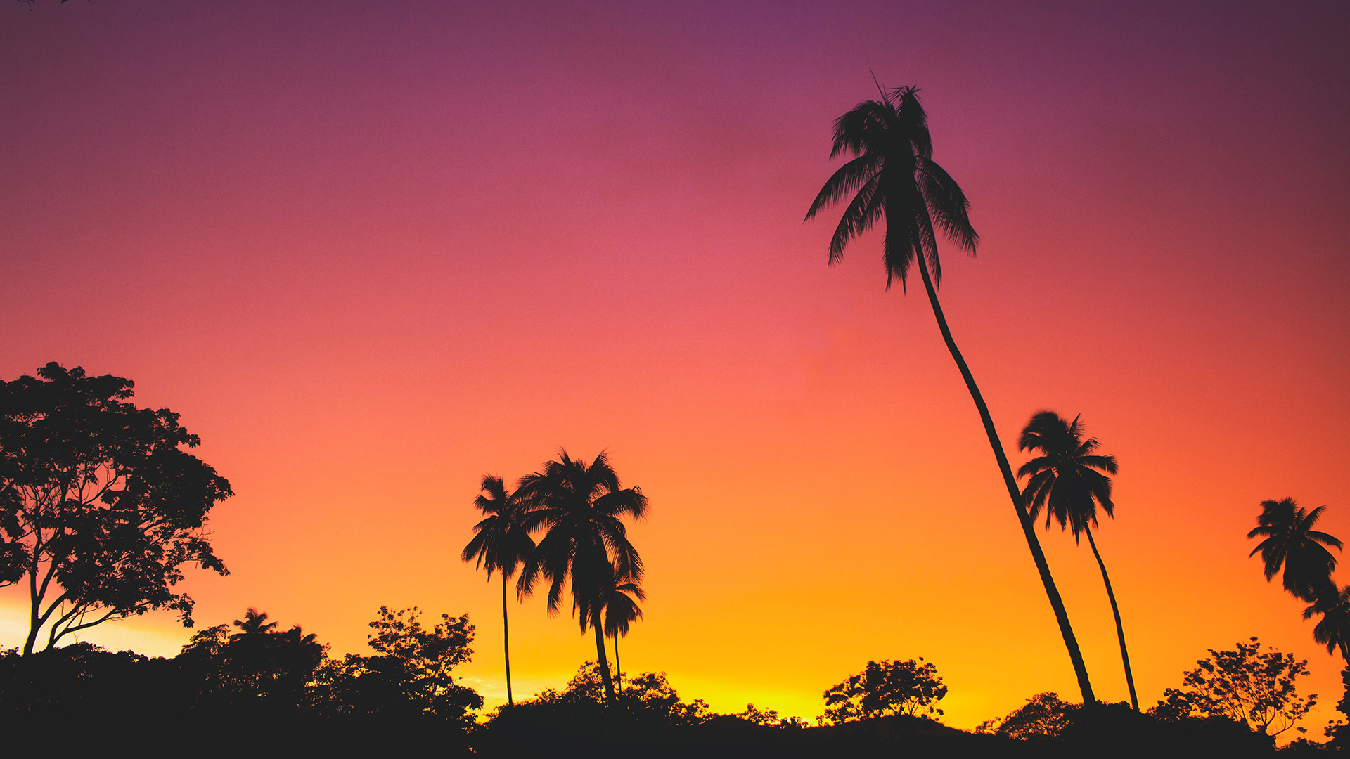 General 1920x1080 silhouette sunset low-angle orange sky palm trees warm colors dusk