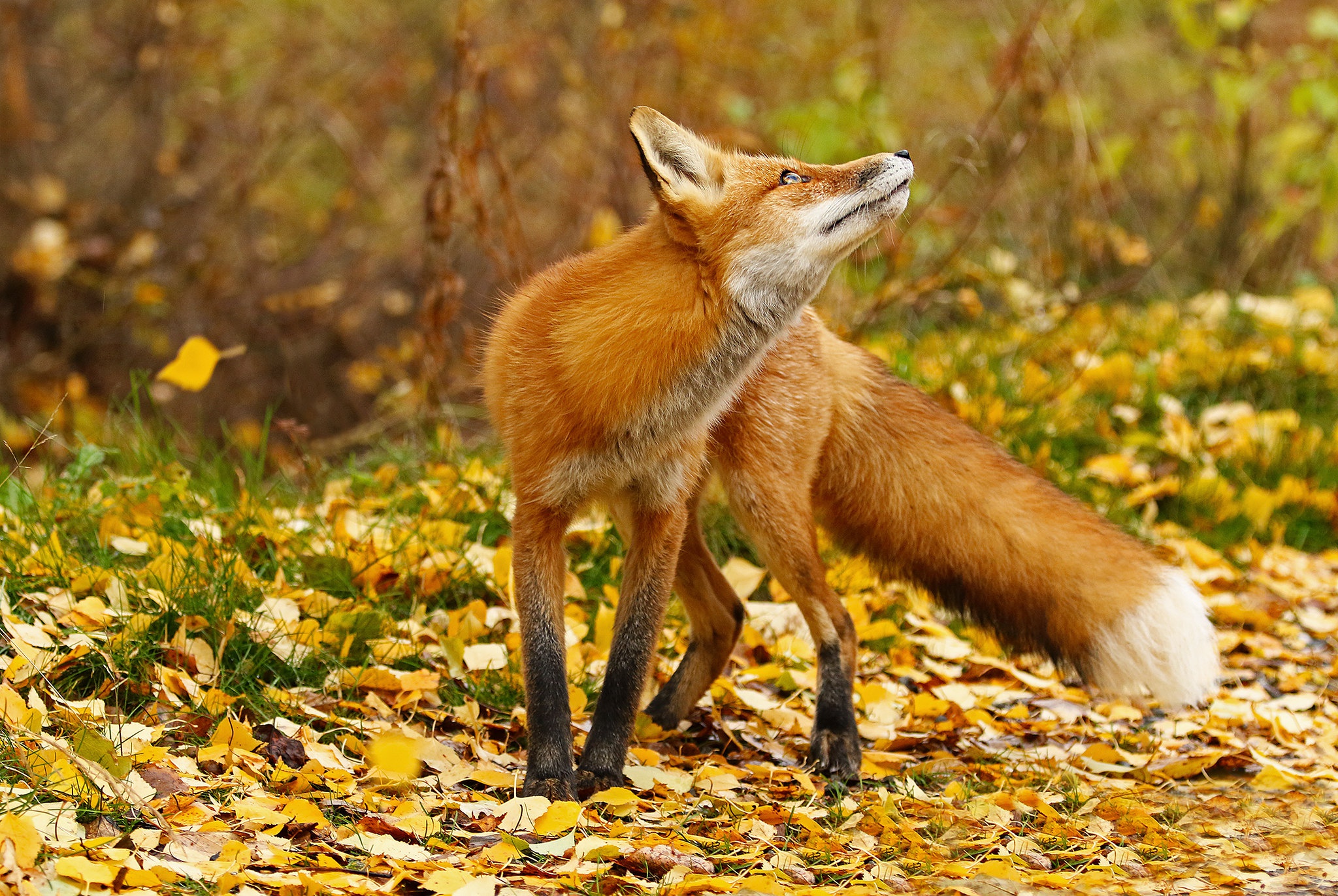 General 2048x1372 fox animals leaves fallen leaves fall looking up depth of field