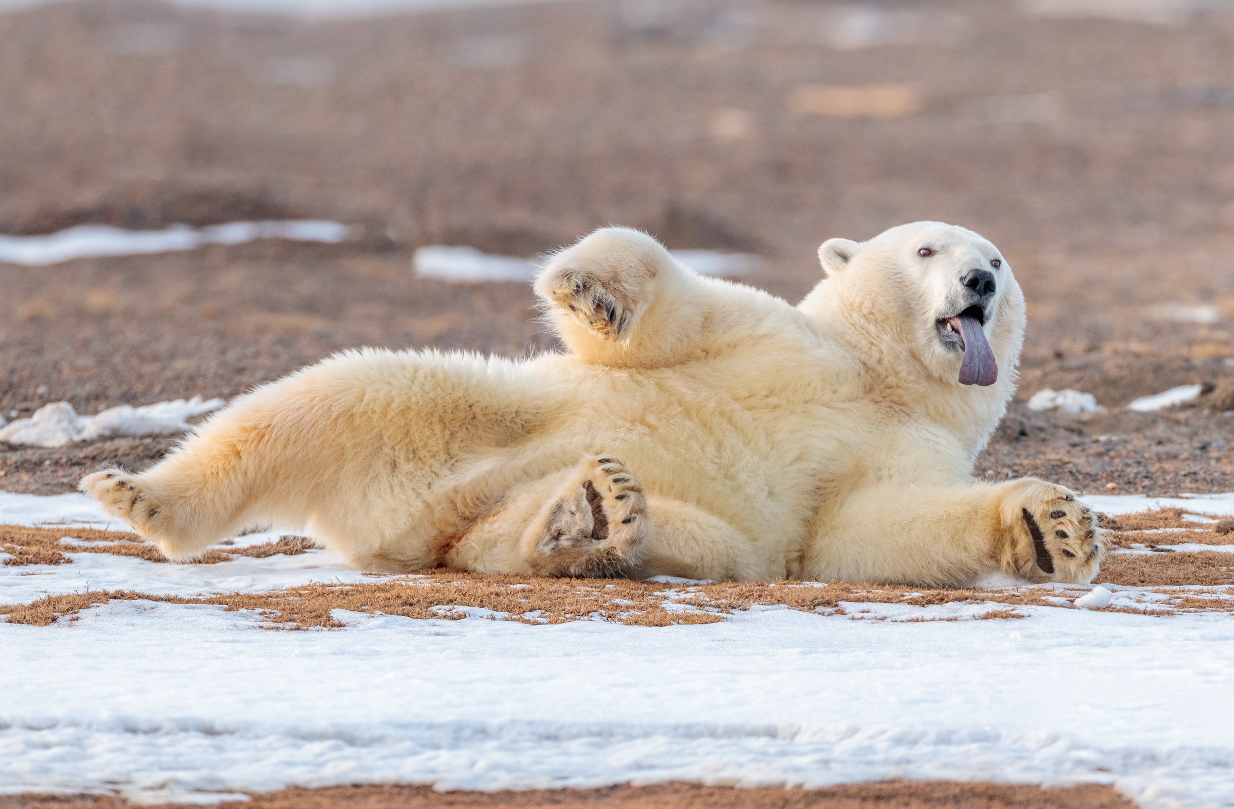General 2440x1600 tongue out relaxing animals polar bears bears mammals