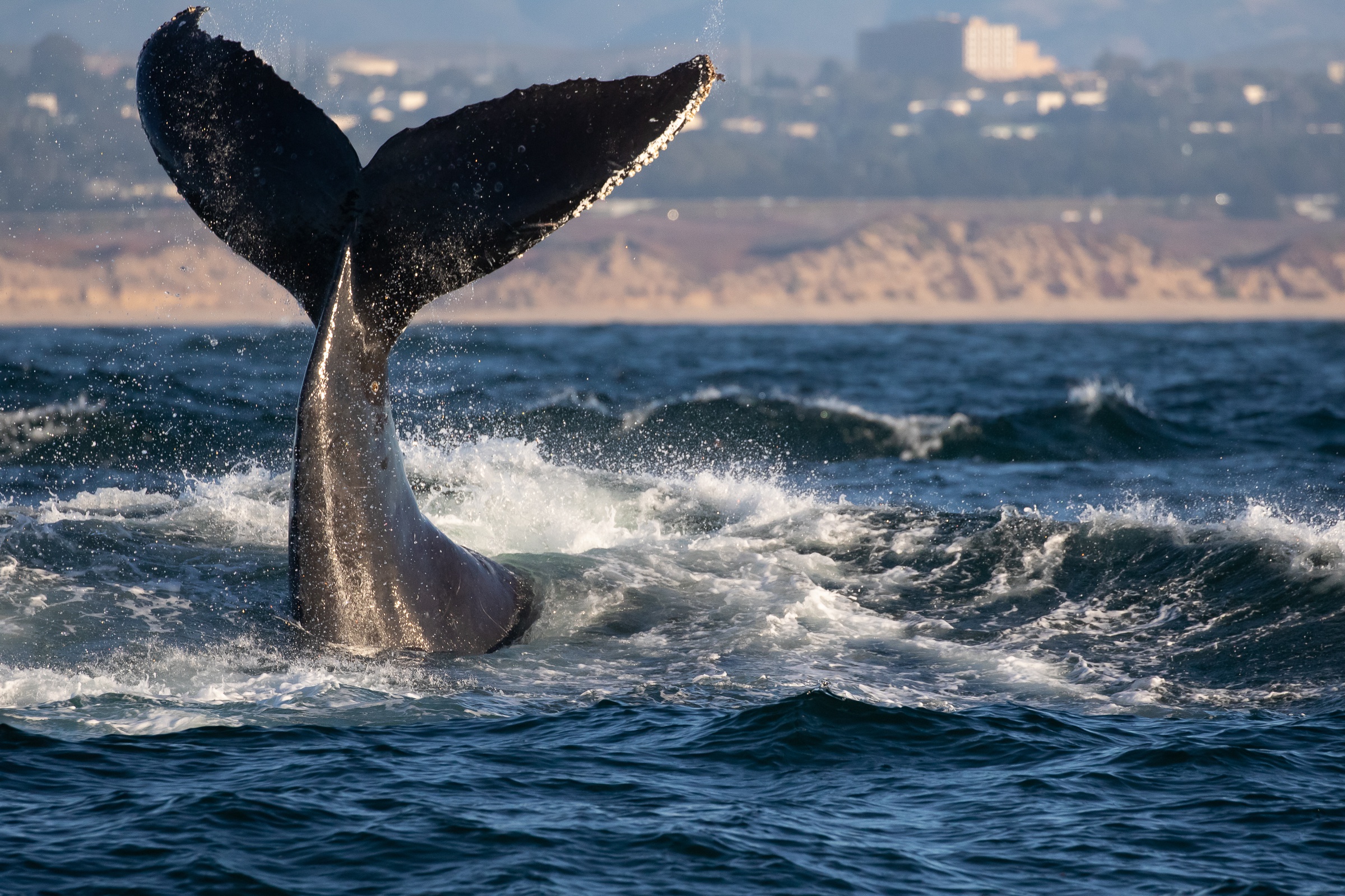 General 2400x1600 sea nature animals whale