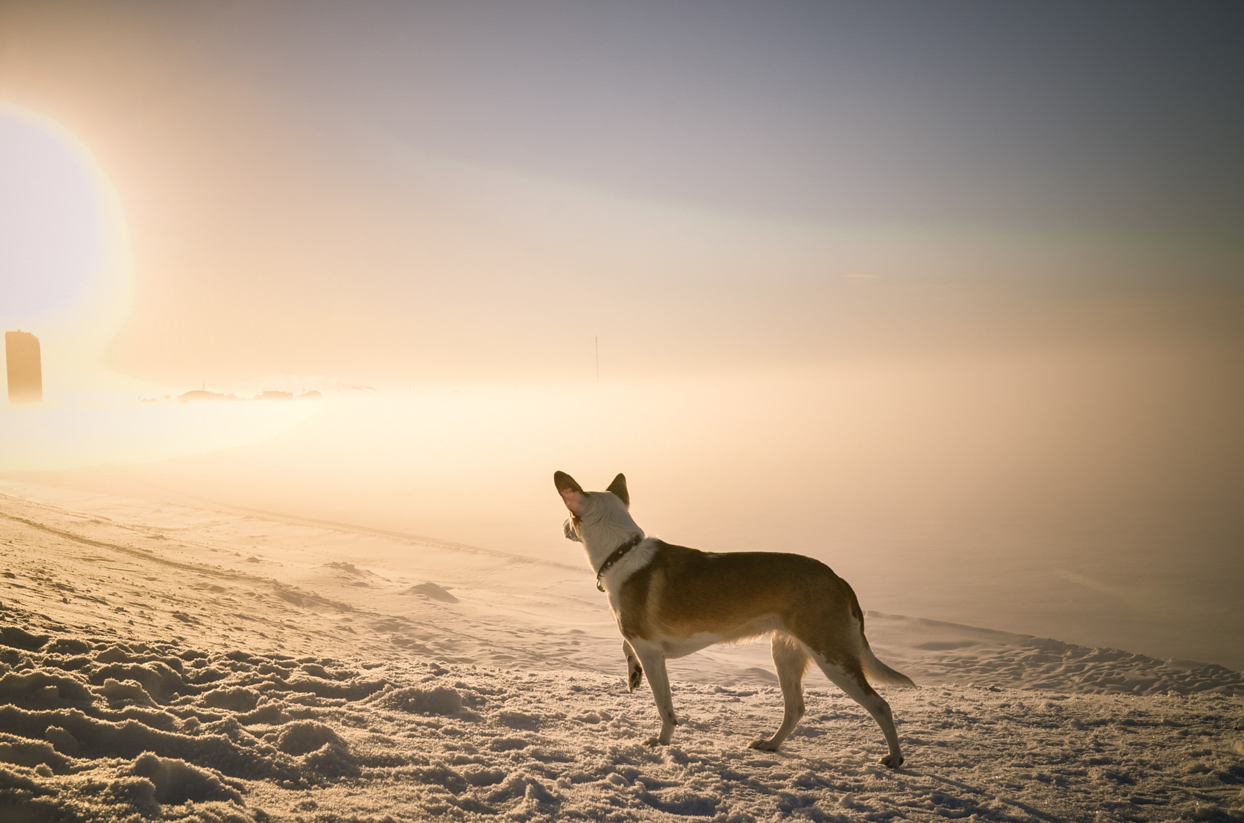 General 2464x1632 winter nature dog mist snow animals mammals outdoors