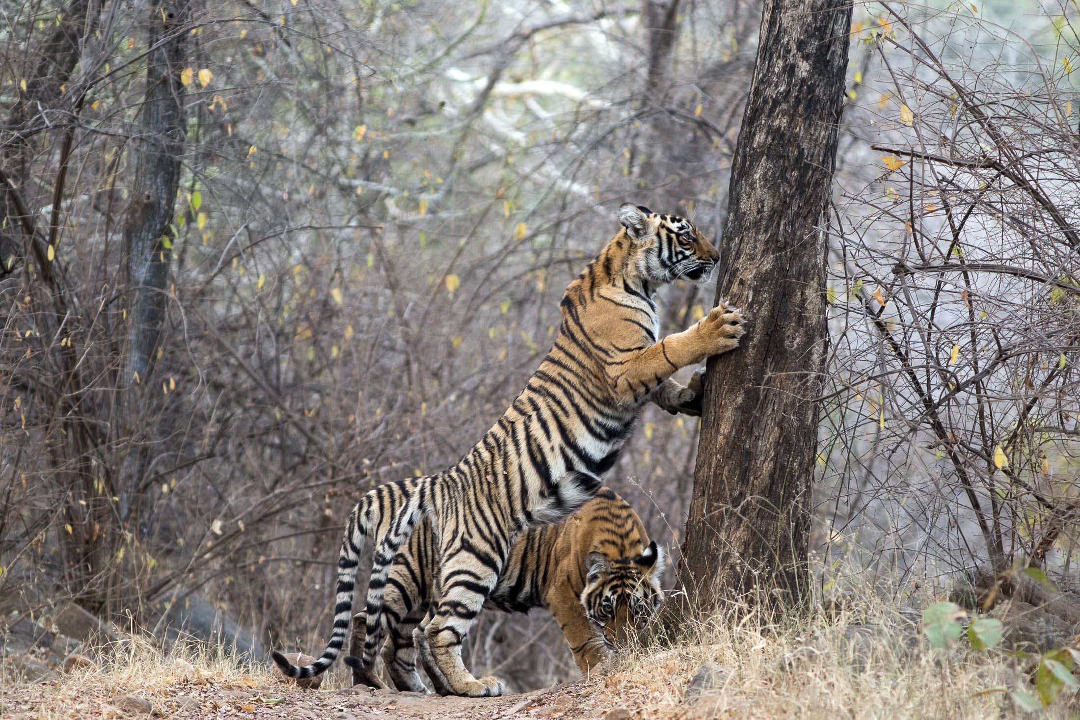General 2200x1467 tiger India animals mammals big cats