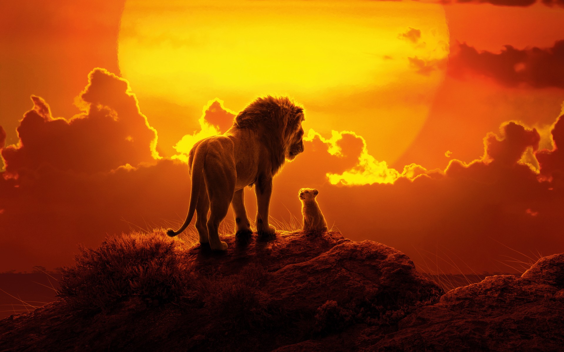 General 1920x1200 The Lion King lion animals baby animals sunset nature