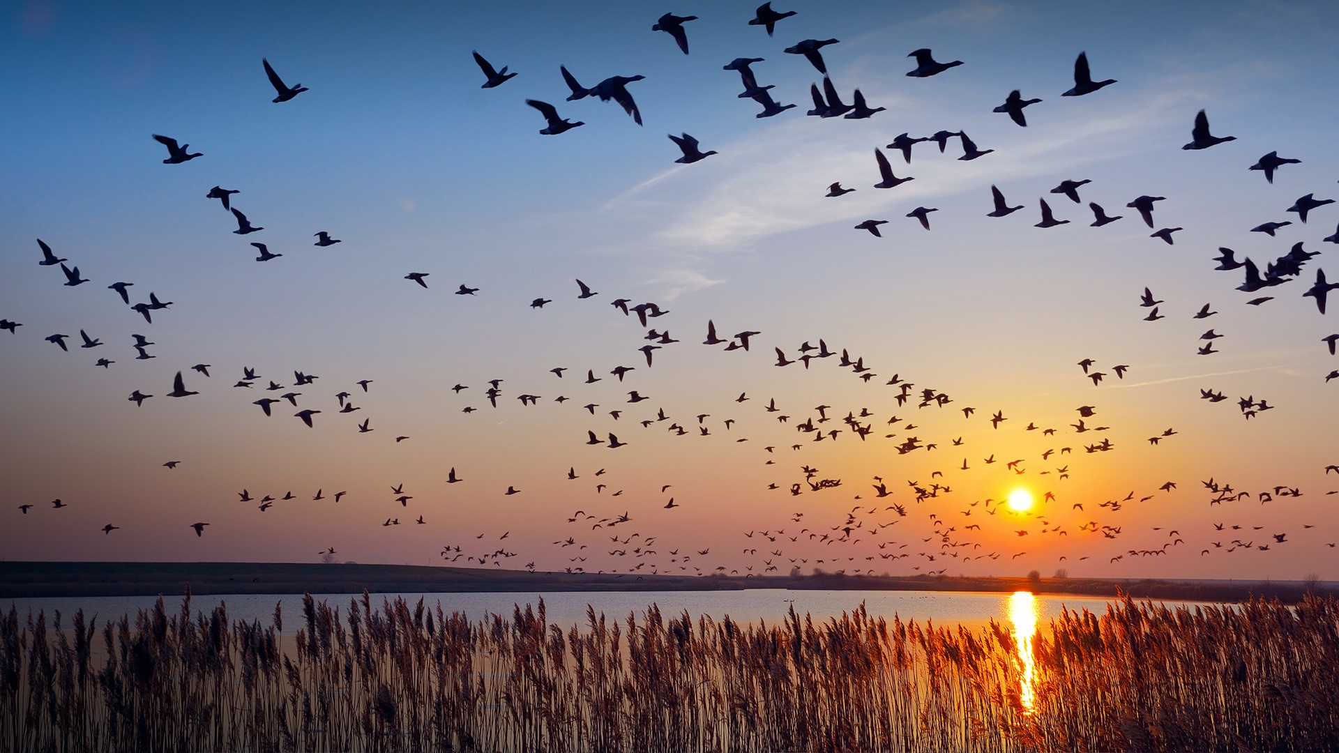 General 1920x1080 nature landscape birds lake Sun sunset sky clouds barnacles Germany