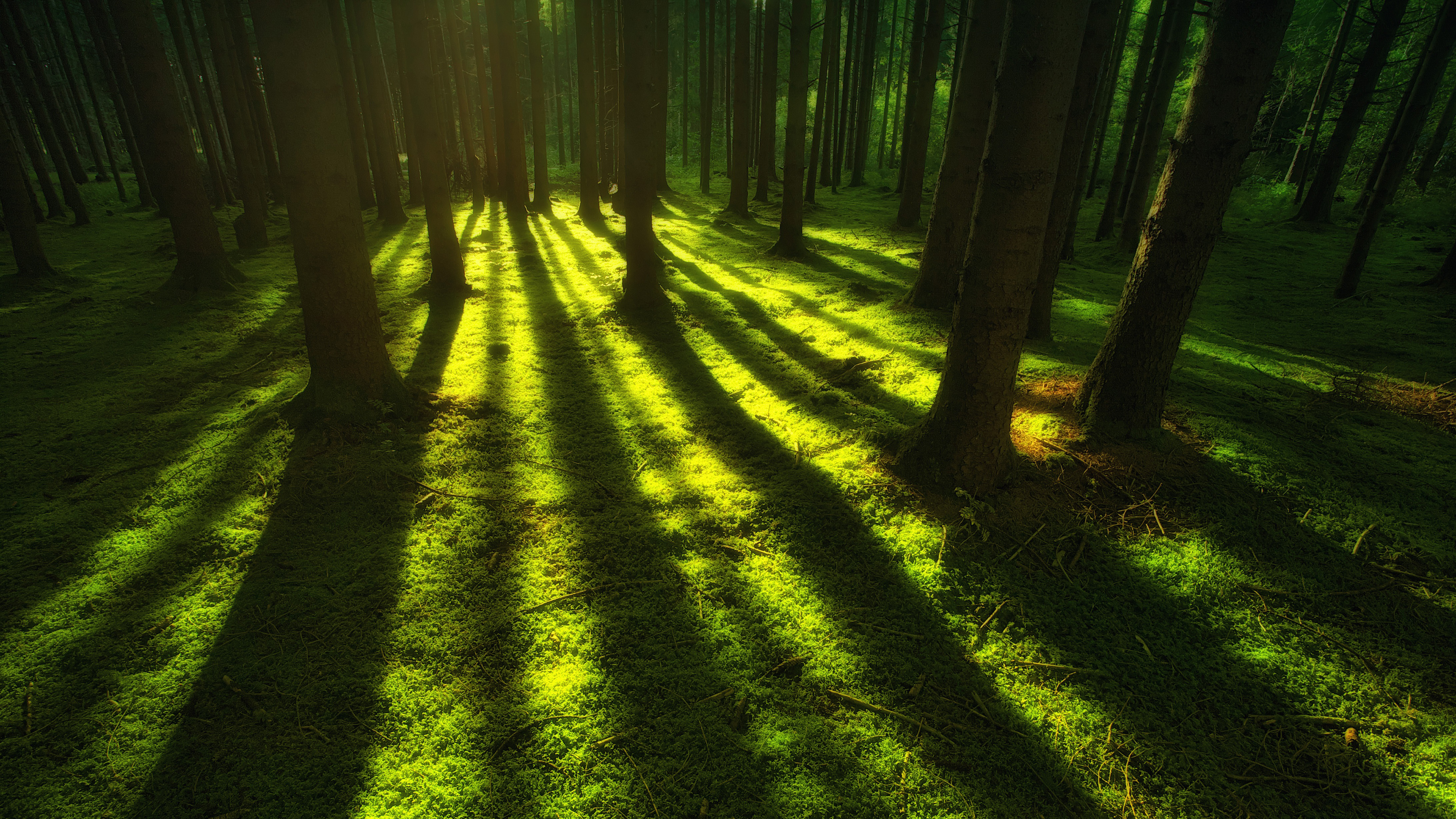 General 3840x2160 forest trees nature sun rays low light natural light shadow pine trees green moss