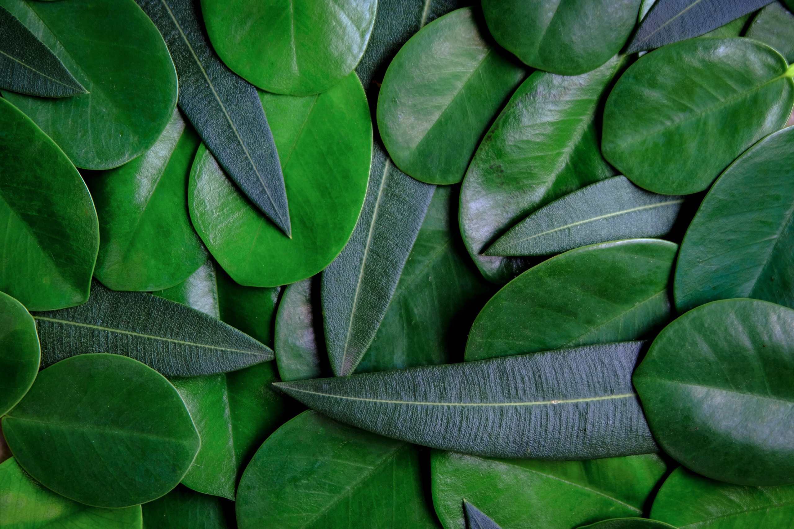 General 2560x1707 plants leaves green texture