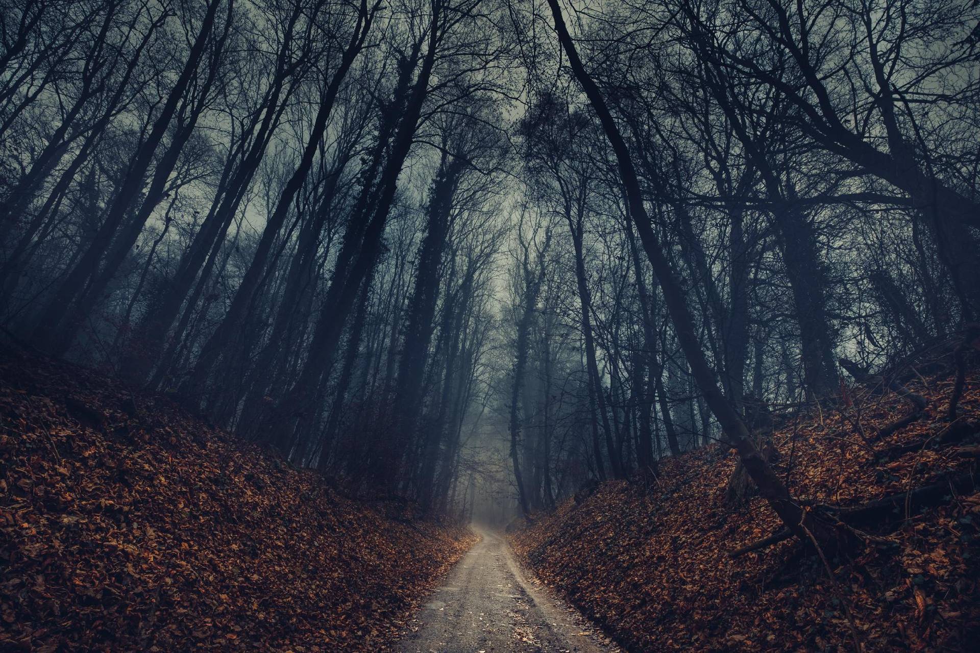 General 1920x1280 nature landscape forest trees mist dirt road fallen leaves branch fall leaves deep forest