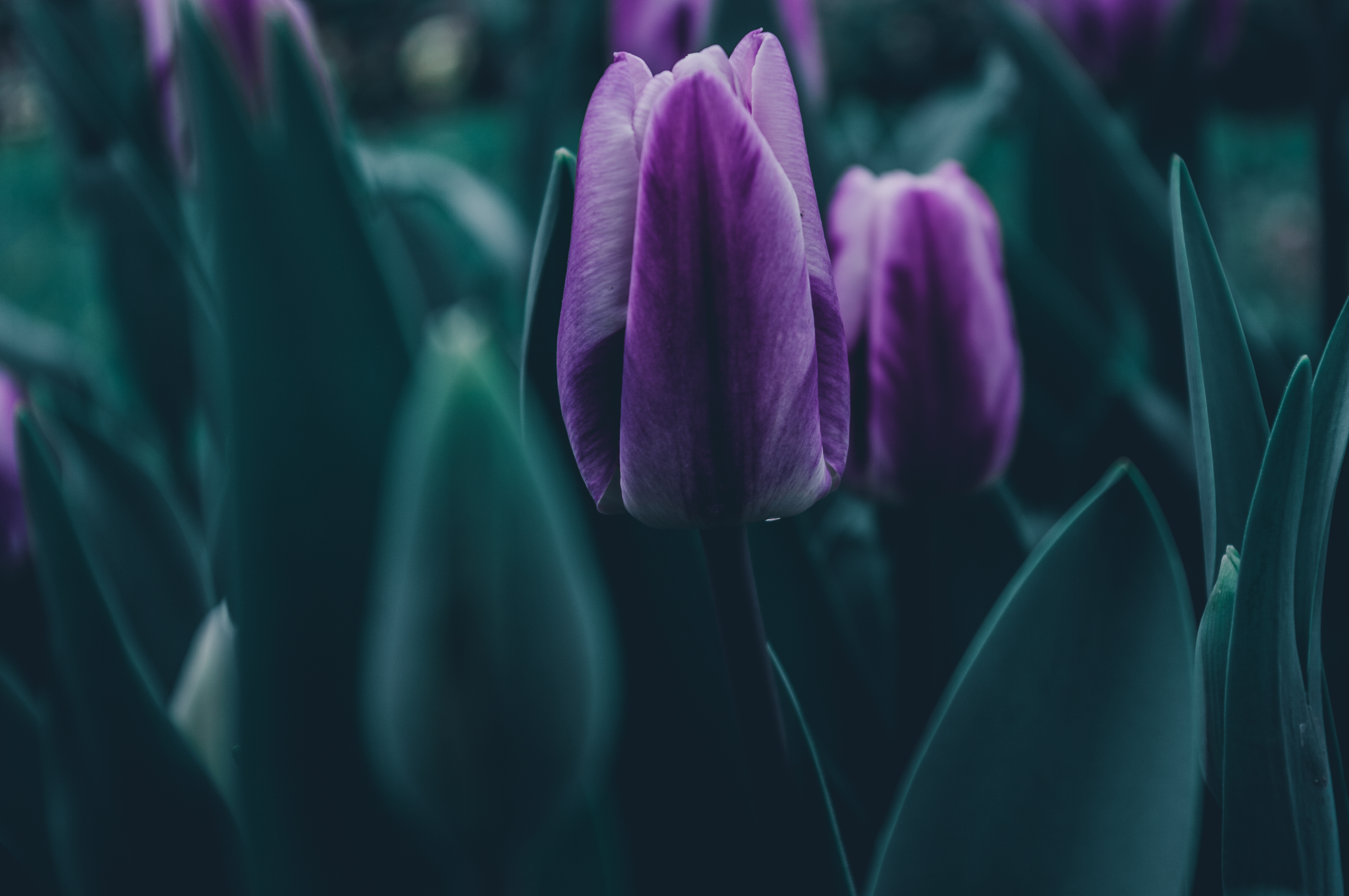 General 4672x3104 dark emotion nature leaves green tulips purple spring