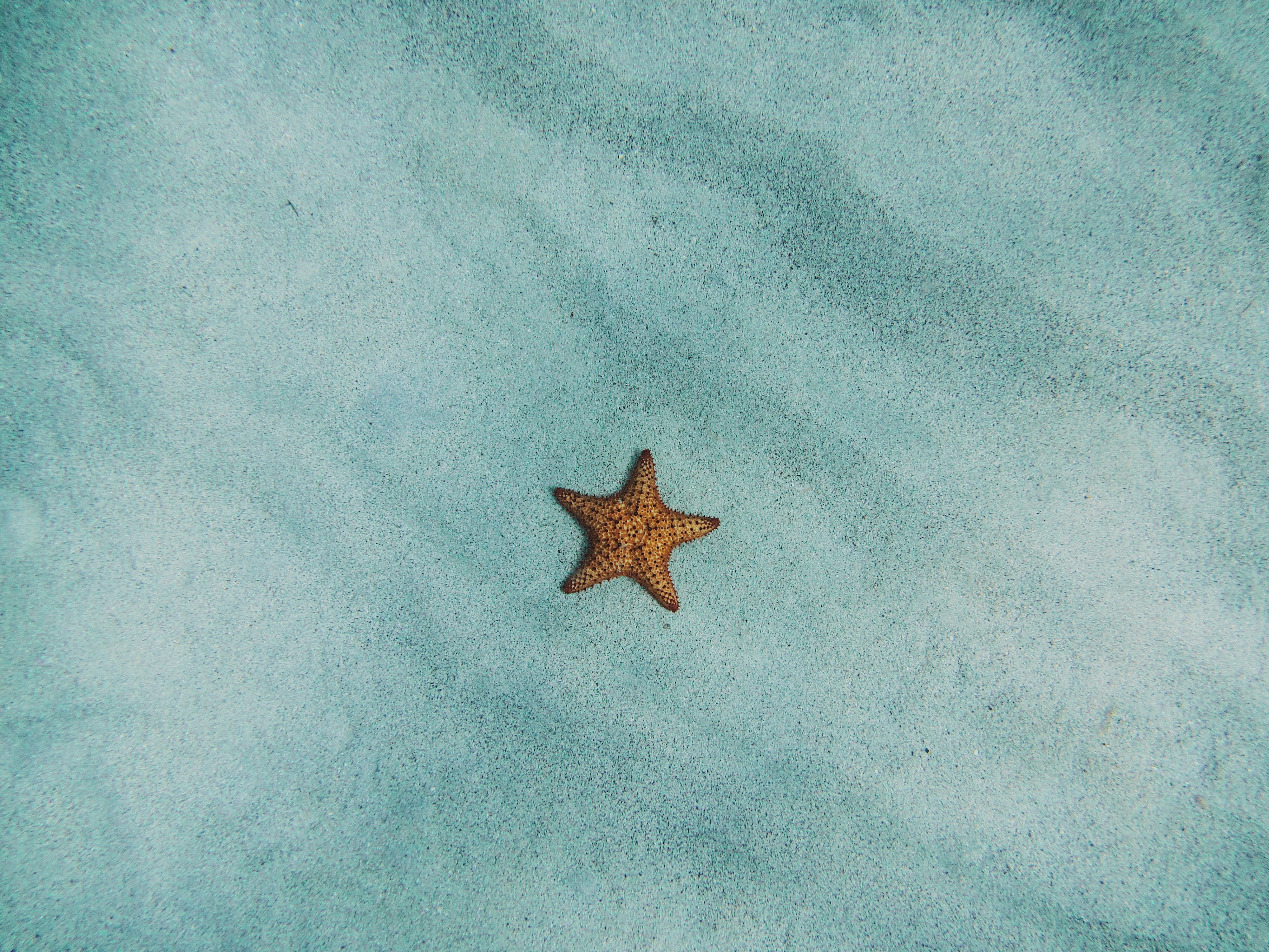 General 4000x3000 starfish sand water nature Australia