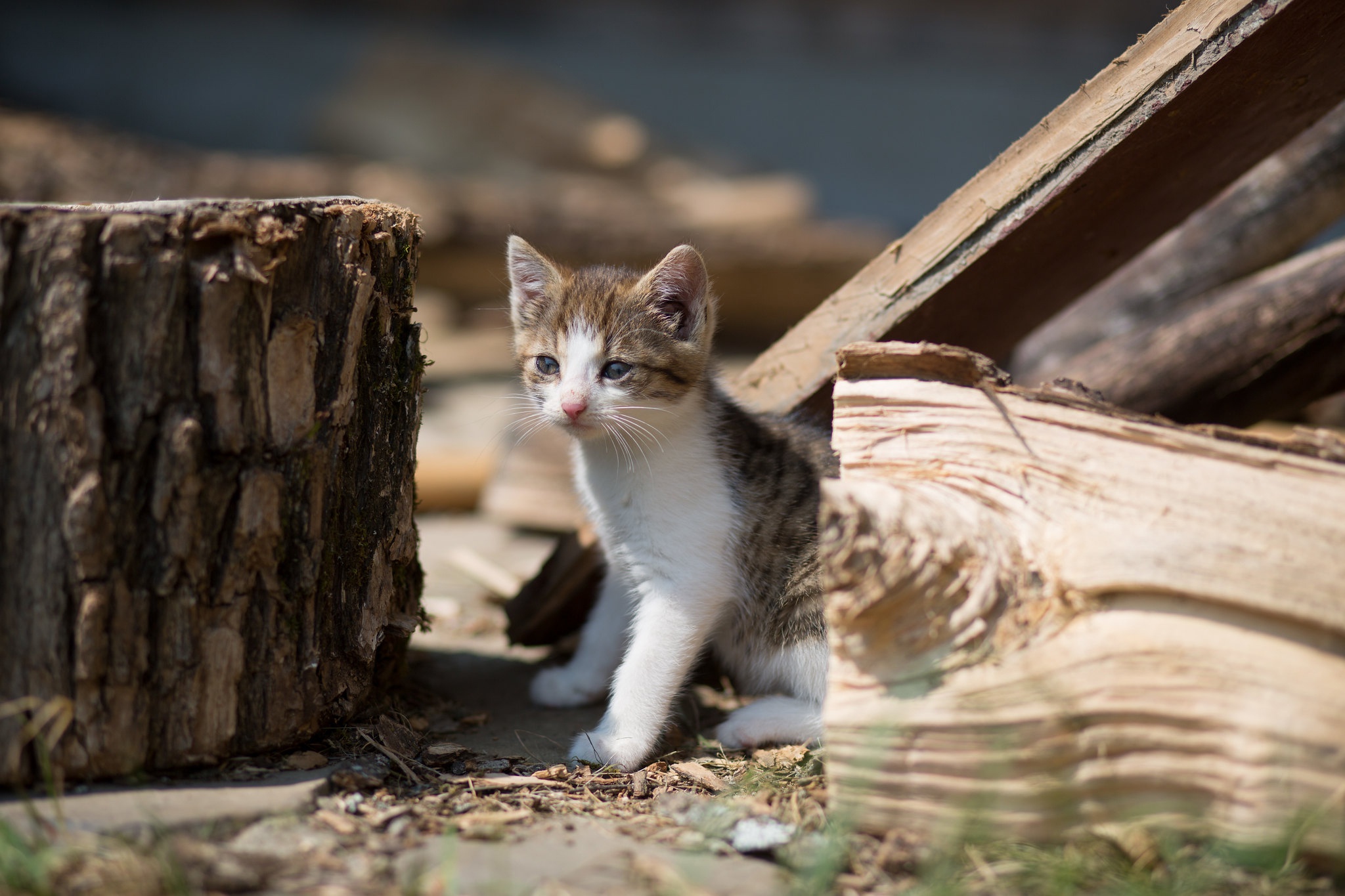 General 2048x1365 cats wood outdoors animals mammals kittens stray cat