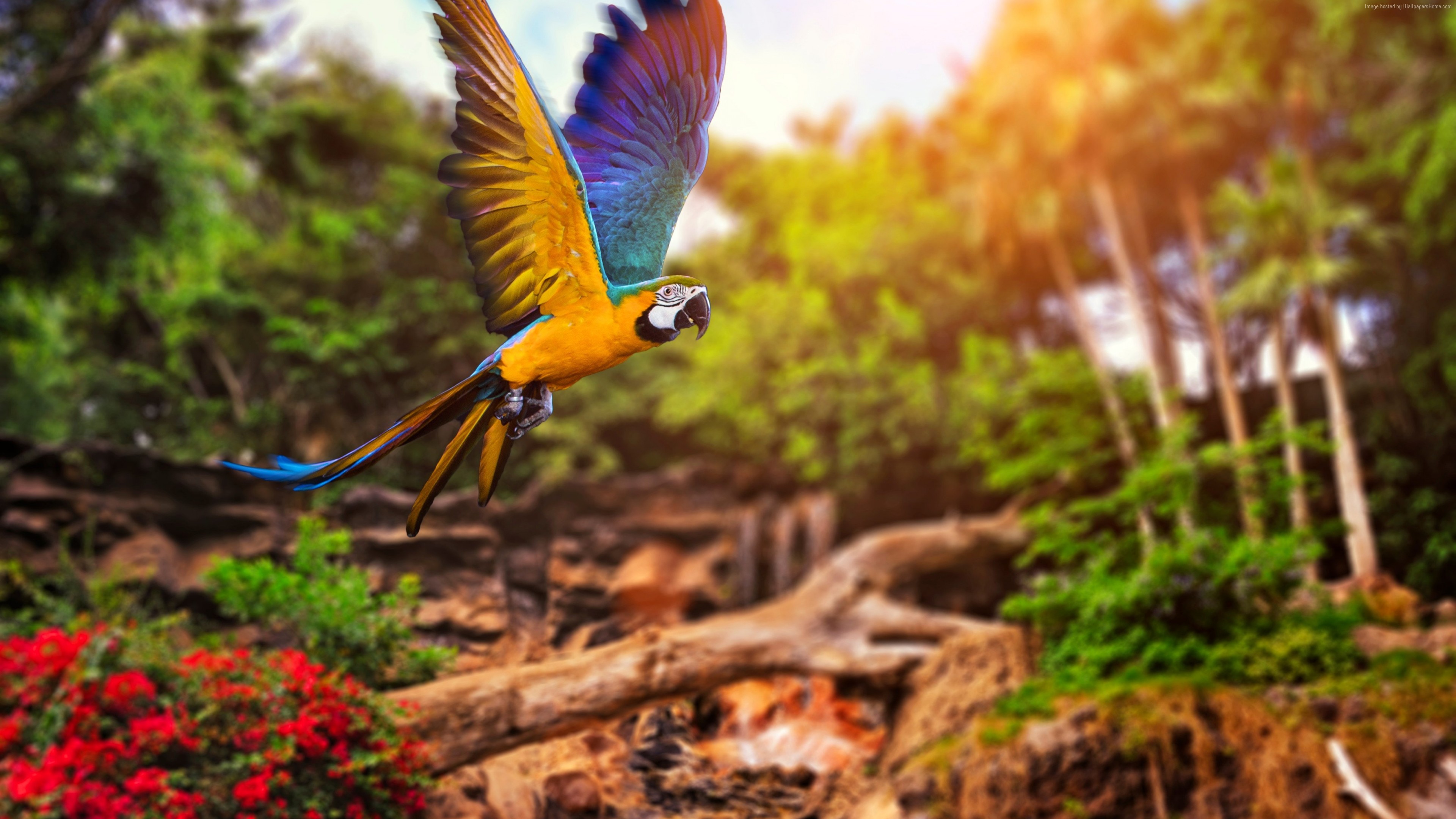 General 3840x2160 animals trees nature parrot Blue-and-Yellow Macaw macaws sunlight birds beak colorful