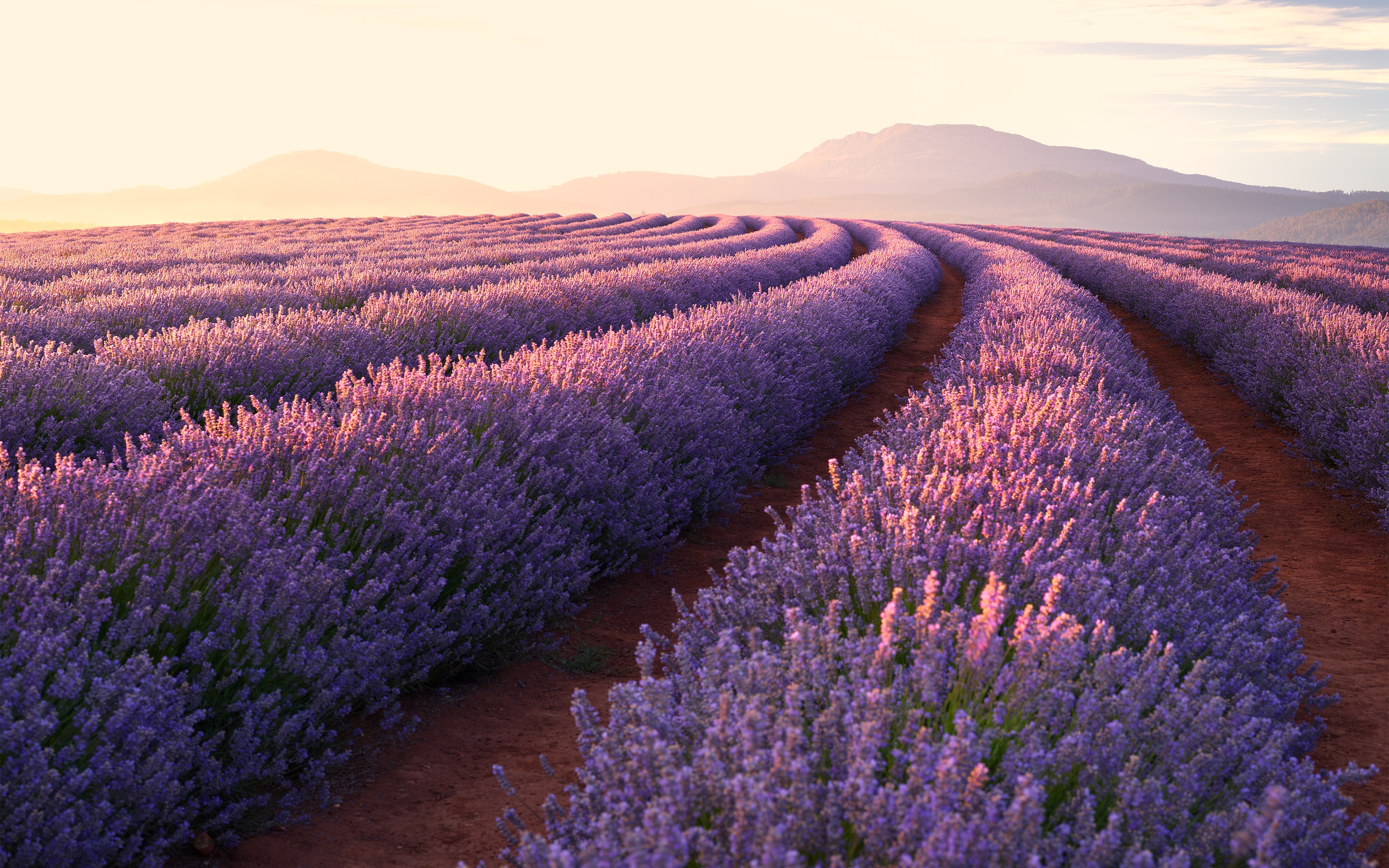 General 3840x2400 flowers nature landscape lavender