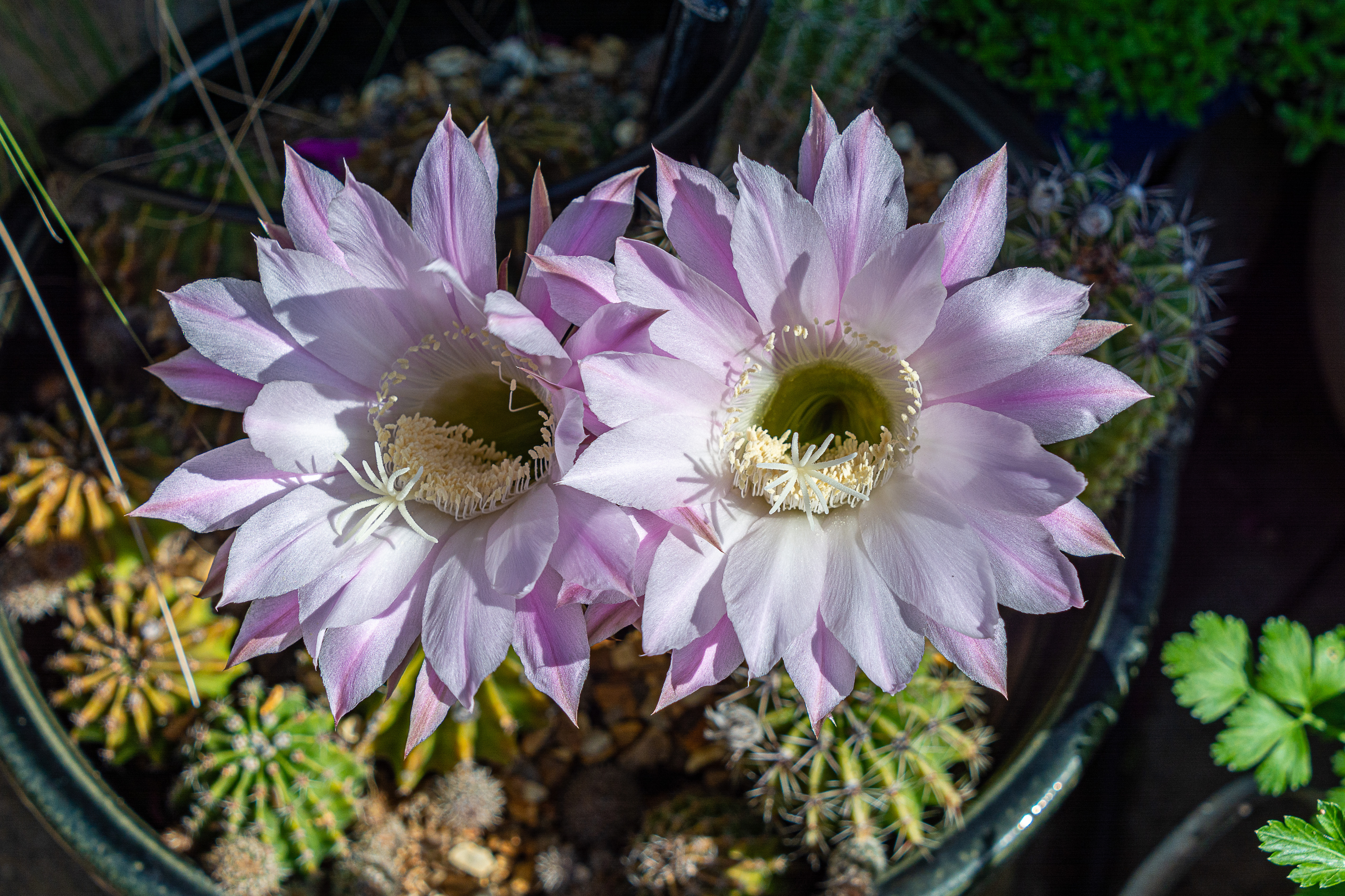 General 5675x3783 flowers cactus plants closeup macro nature petals natural light