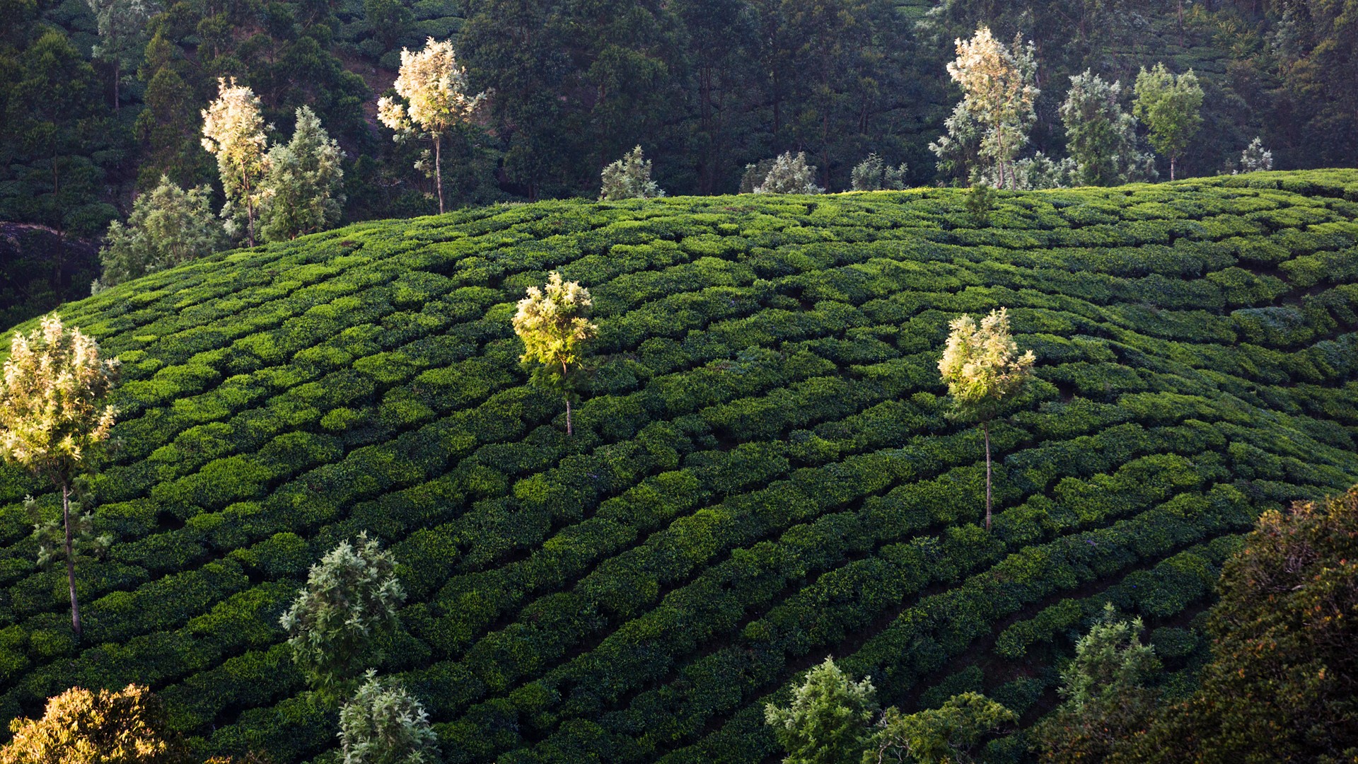 General 1920x1080 nature trees plants field tea plant tea India Kerala Munnar