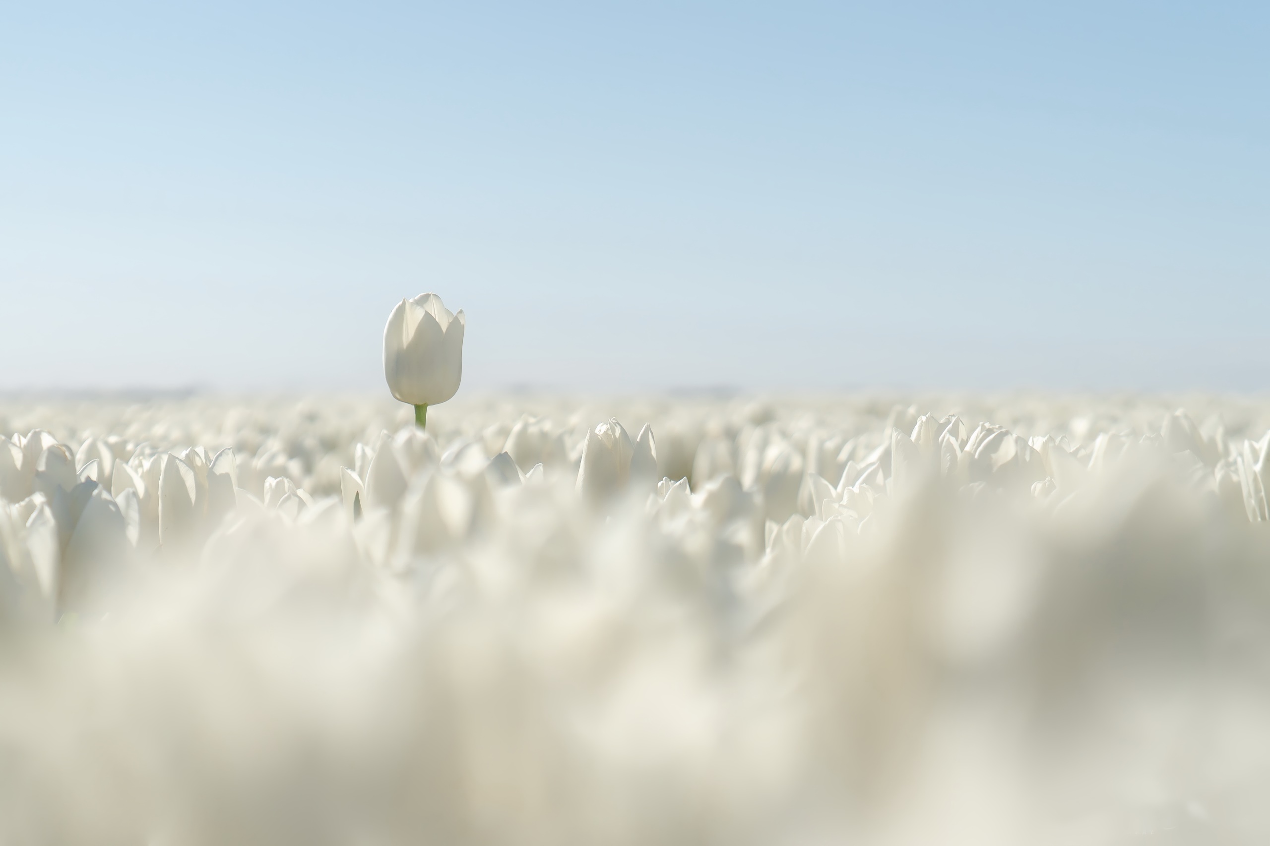 General 2560x1707 white flowers plants field flowers nature