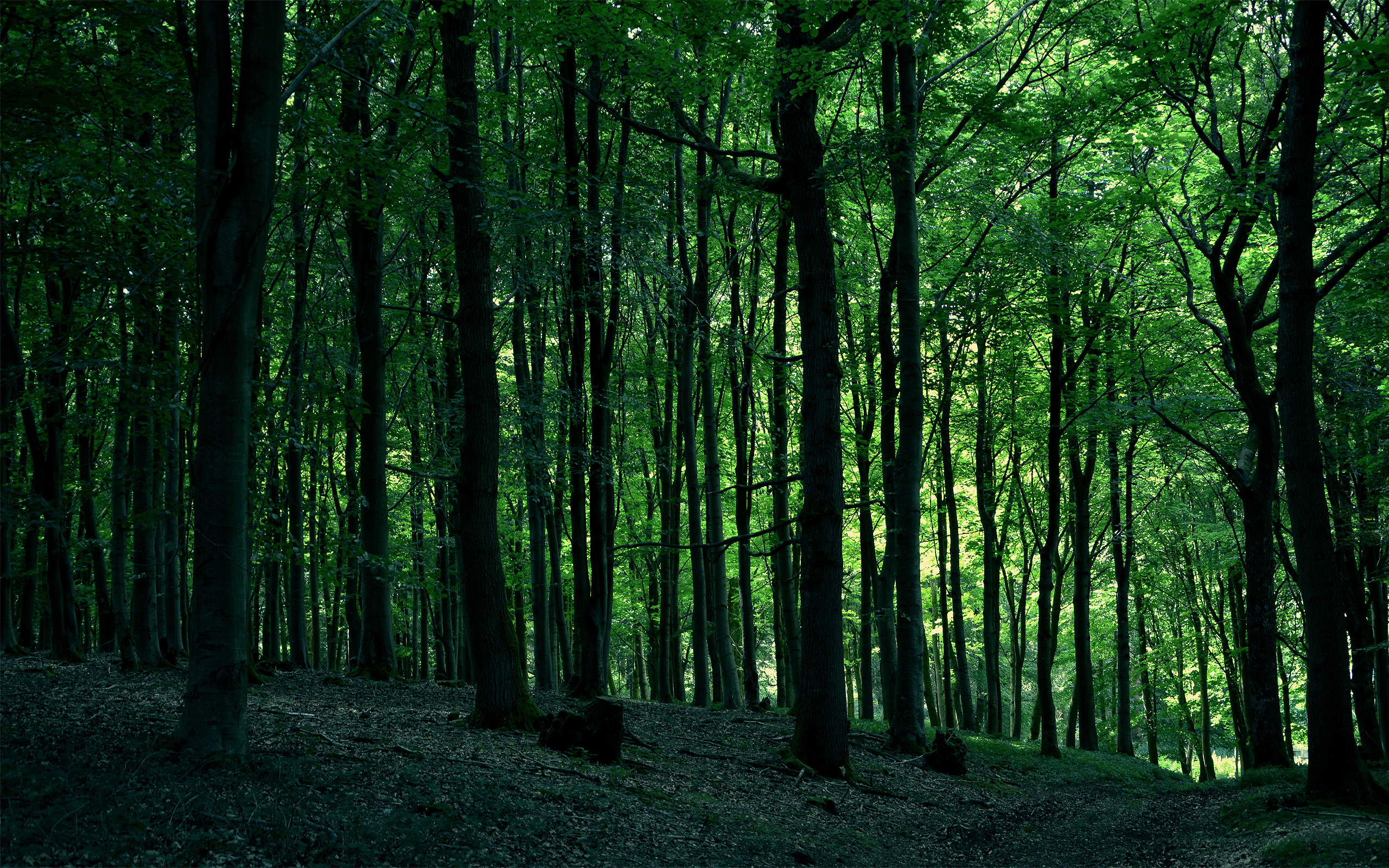 General 2560x1600 nature forest green trees