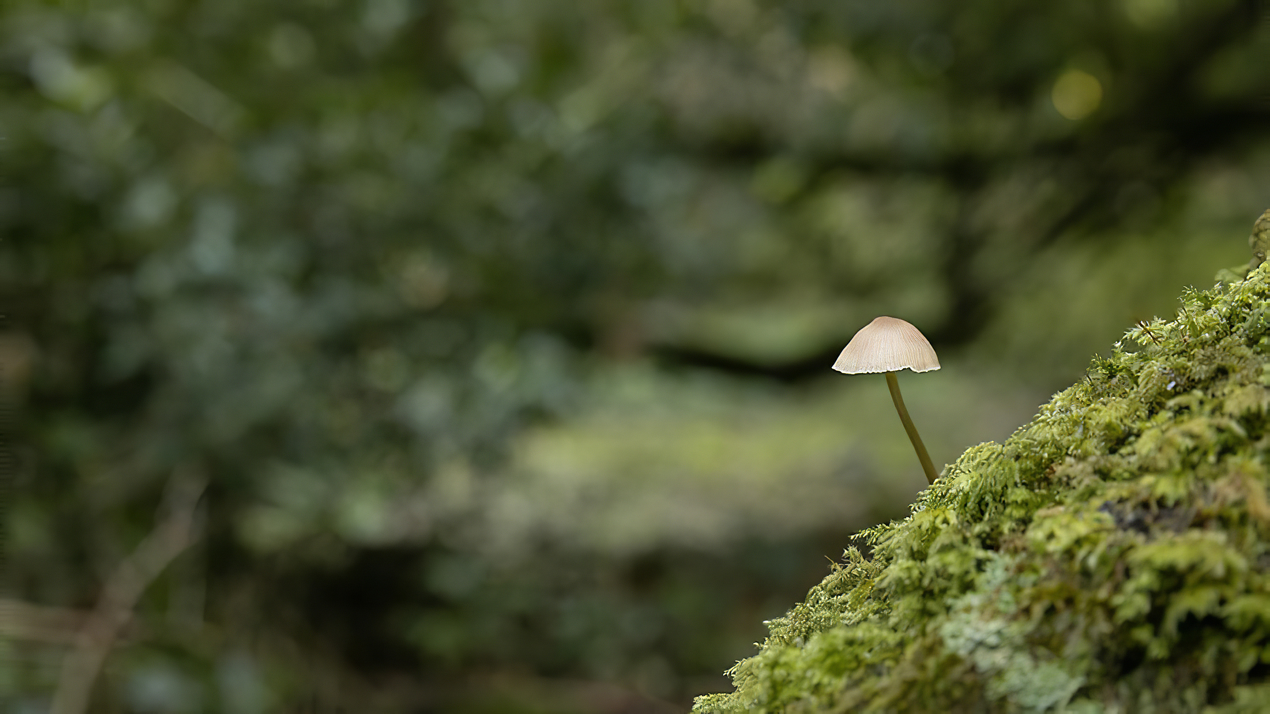 General 2560x1439 forest wood nature green herb mushroom