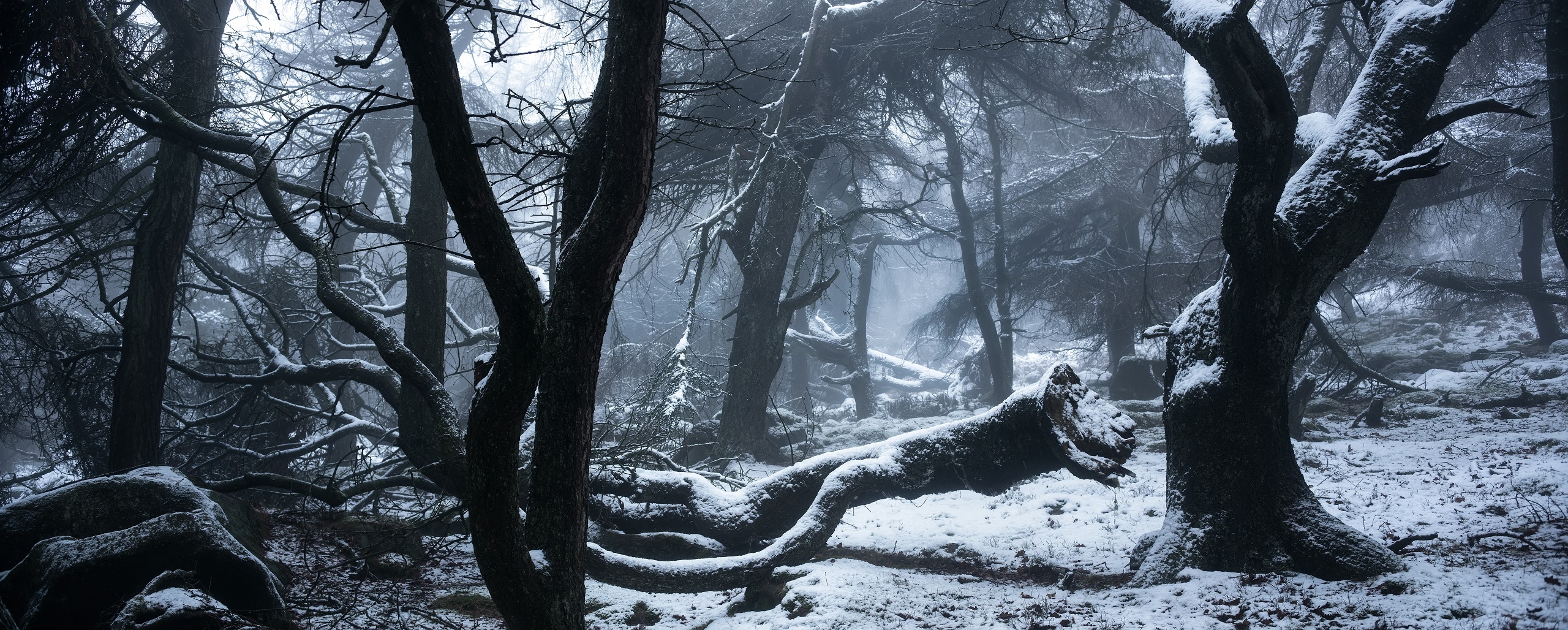 General 2560x1028 nature trees winter cold snow England forest mist branch